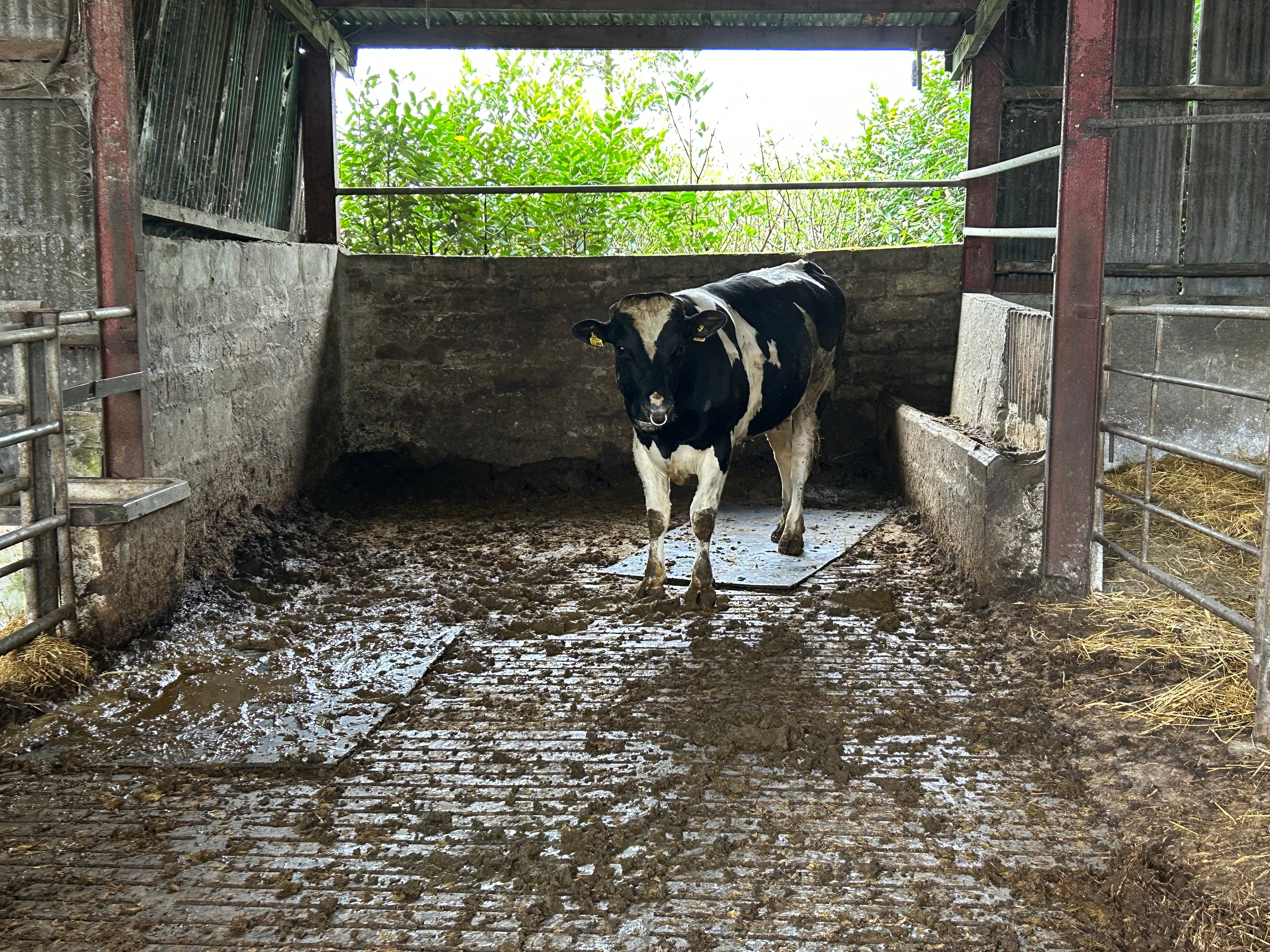 One of the bulls that Pat will be using for breeding