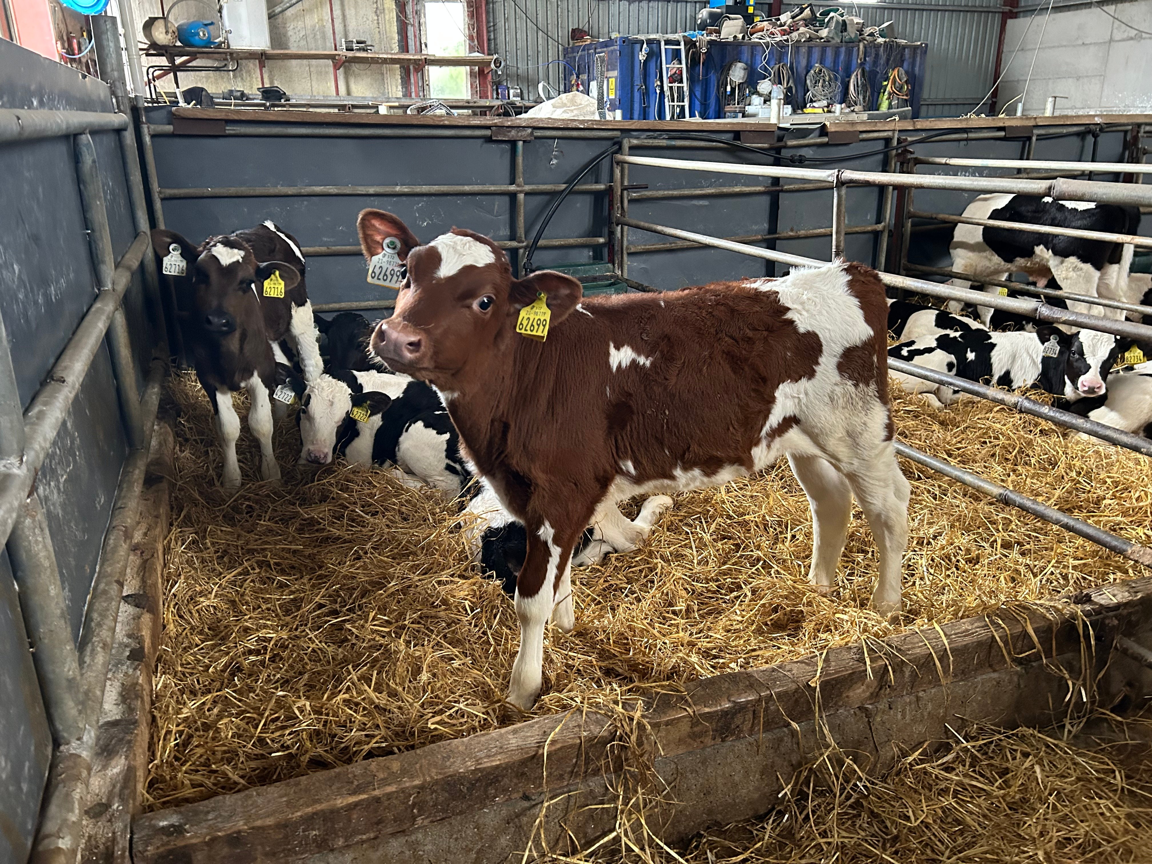 2023 calves
