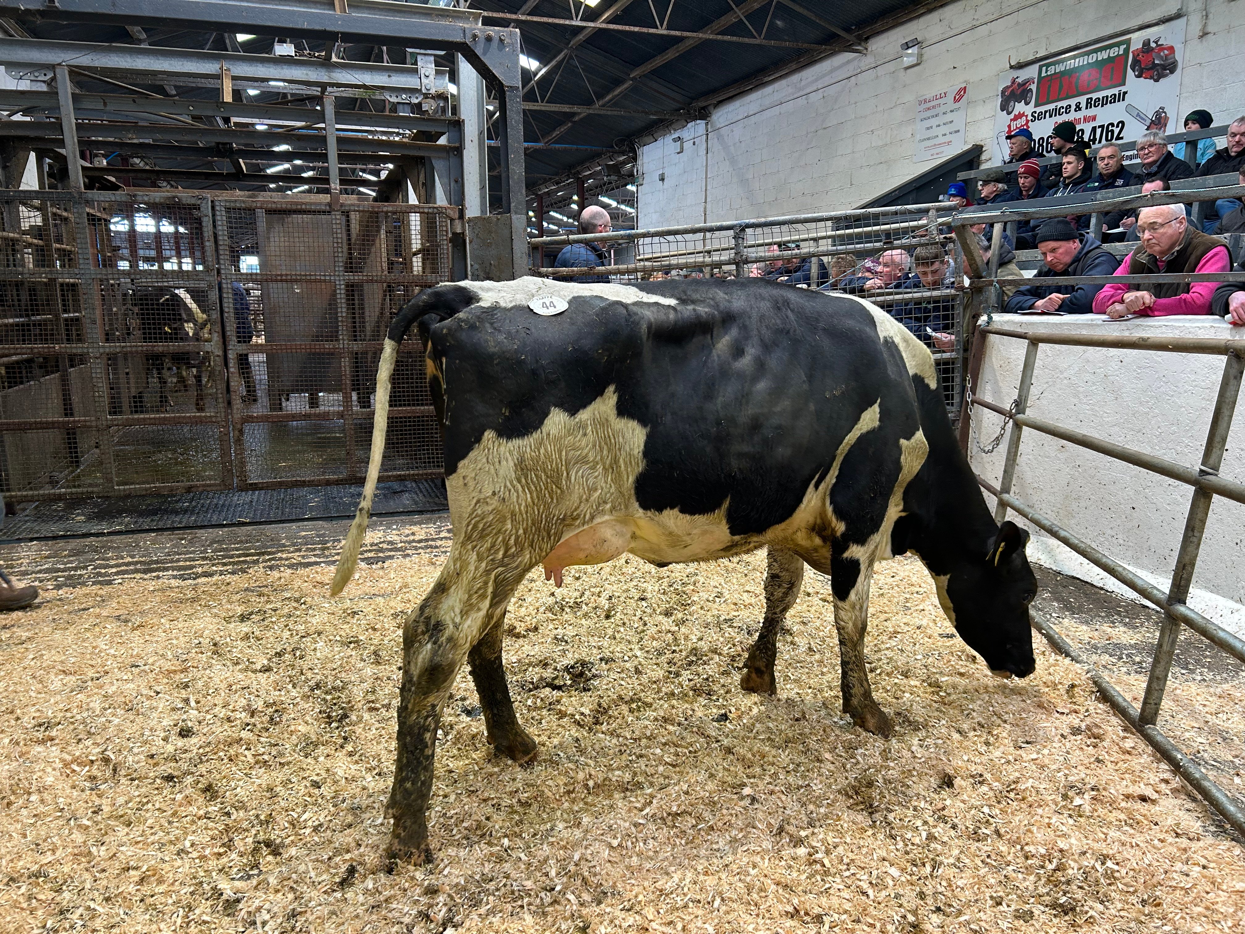 Lot 44: Wyndale FR4187 Anna 3177, sold for 2,550gns