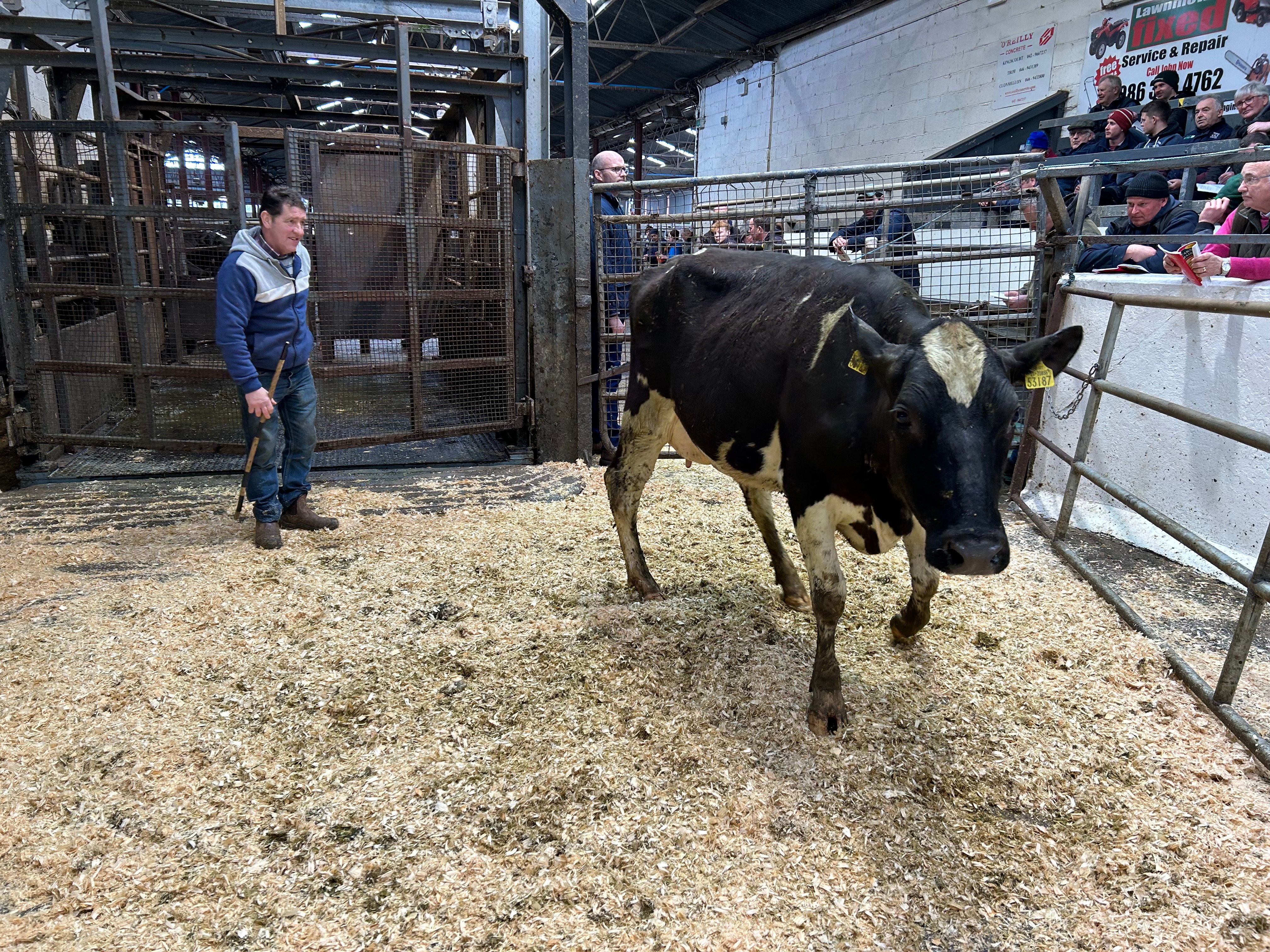 Lot 55: Wyndale FR4534 Maeve 3187, sold for 2,600gns