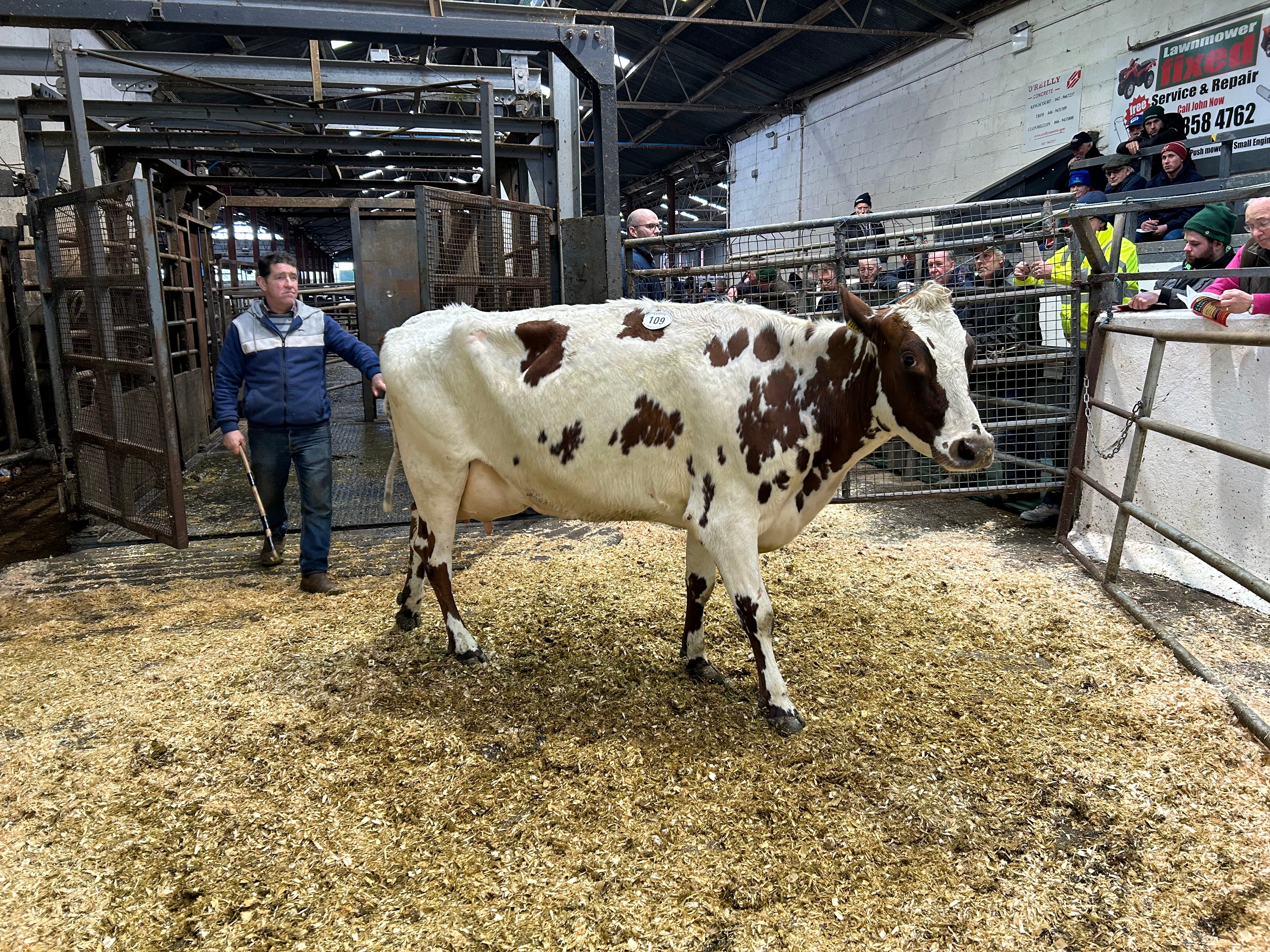 Lot 109: Threemile Magic Lulu (GP84-2YR), sold for 2,150gns