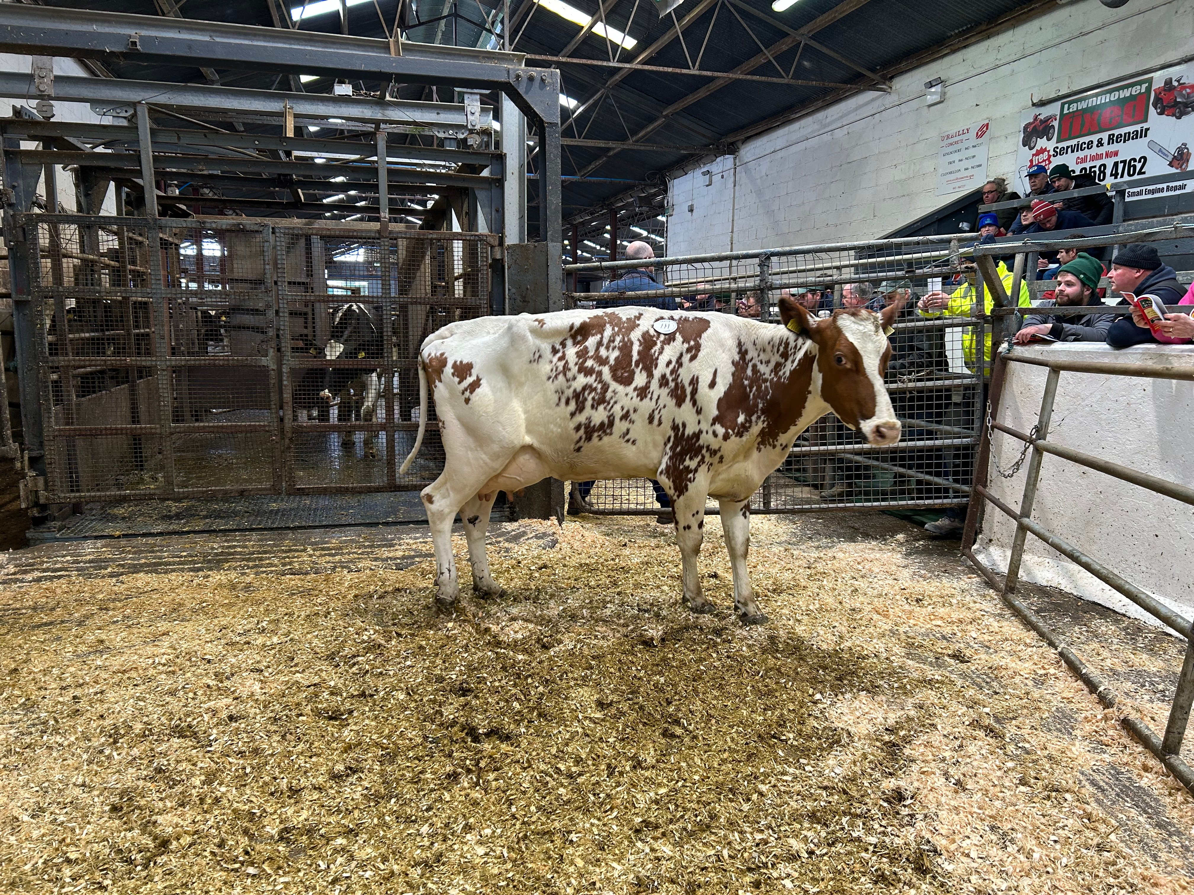 Lot 111: Threemile Perfek Whiteford, sold for 2,180gns