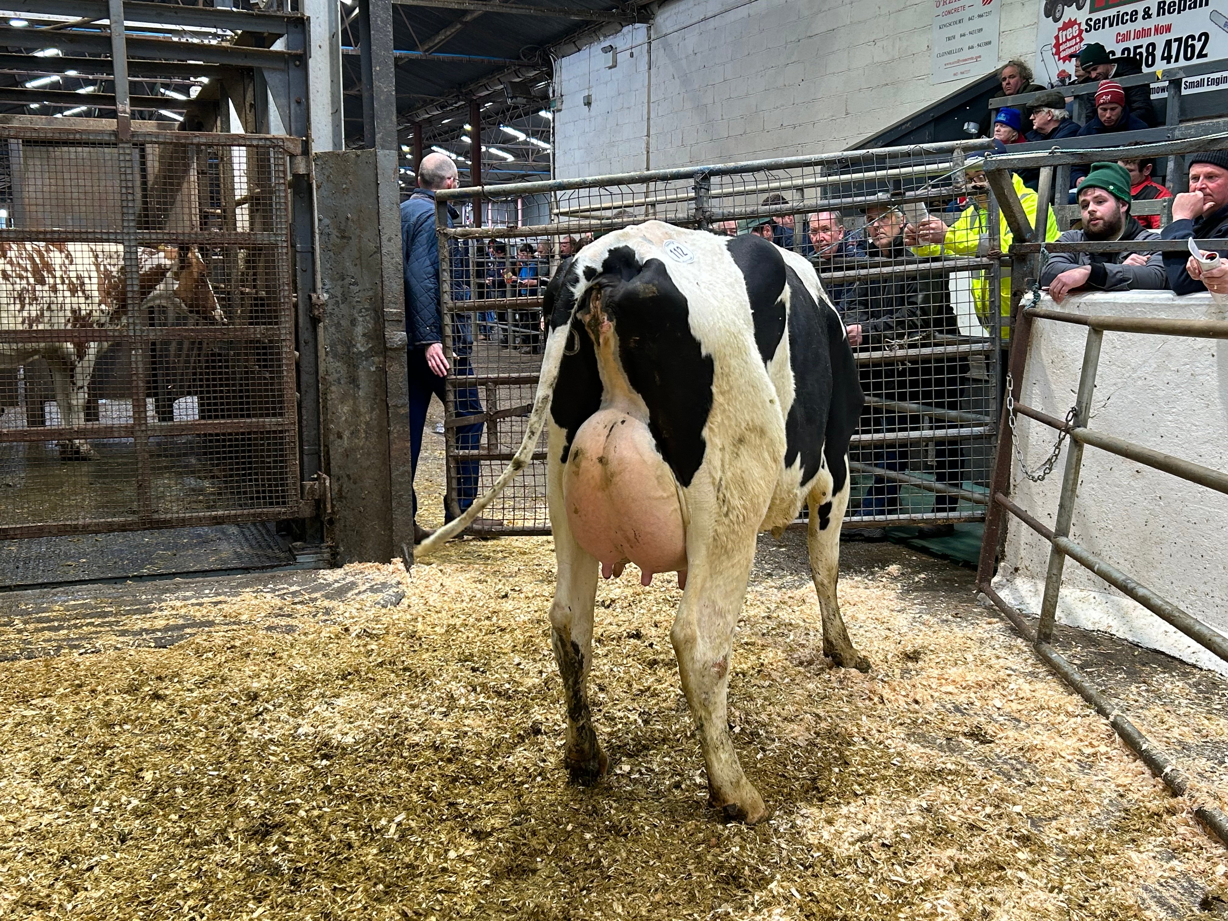 Lot 112: Cannontown Highlite Christina, sold for 3,100gns