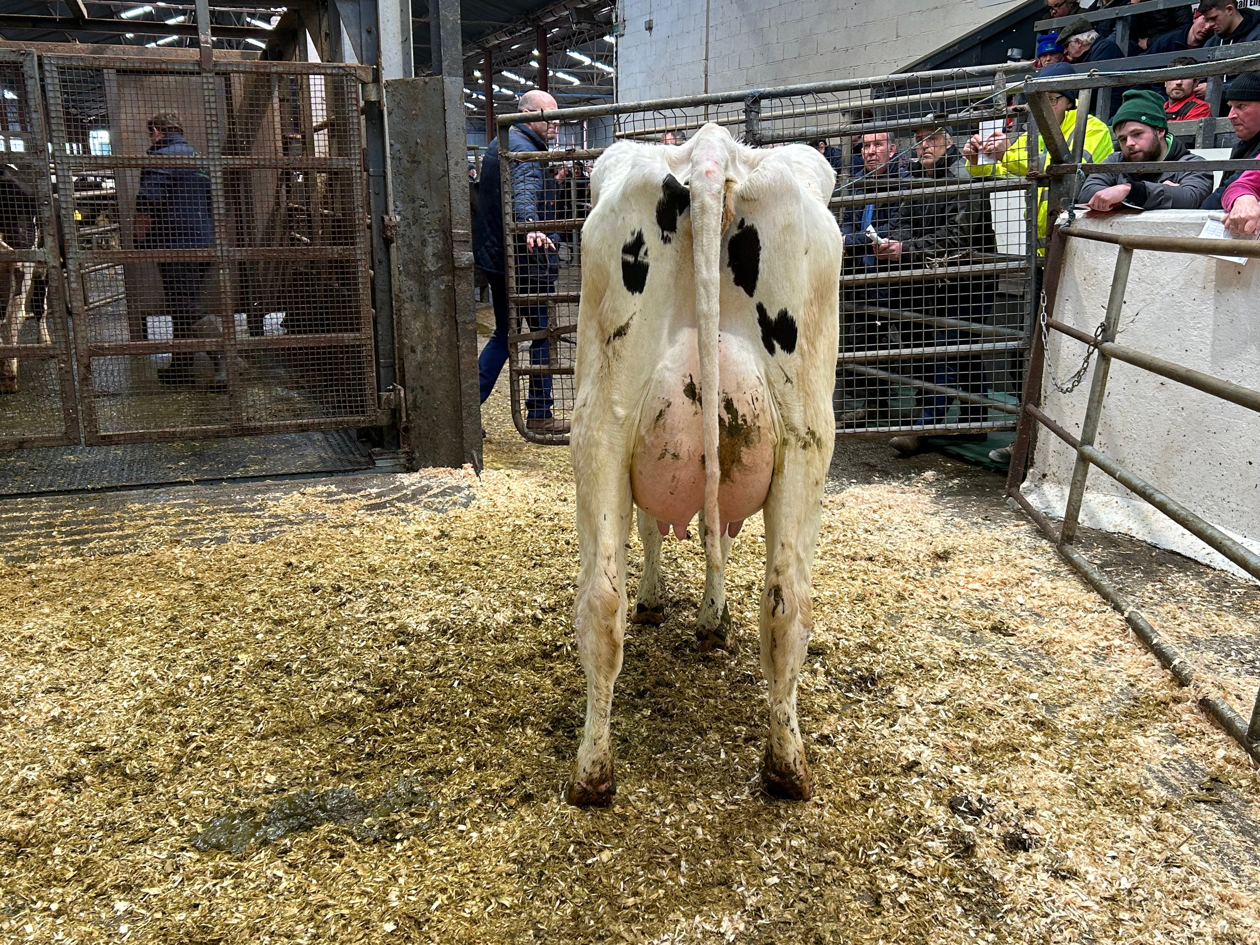 Lot 116: Cannontown Hurricane Margie 21, sold for 3,300gns