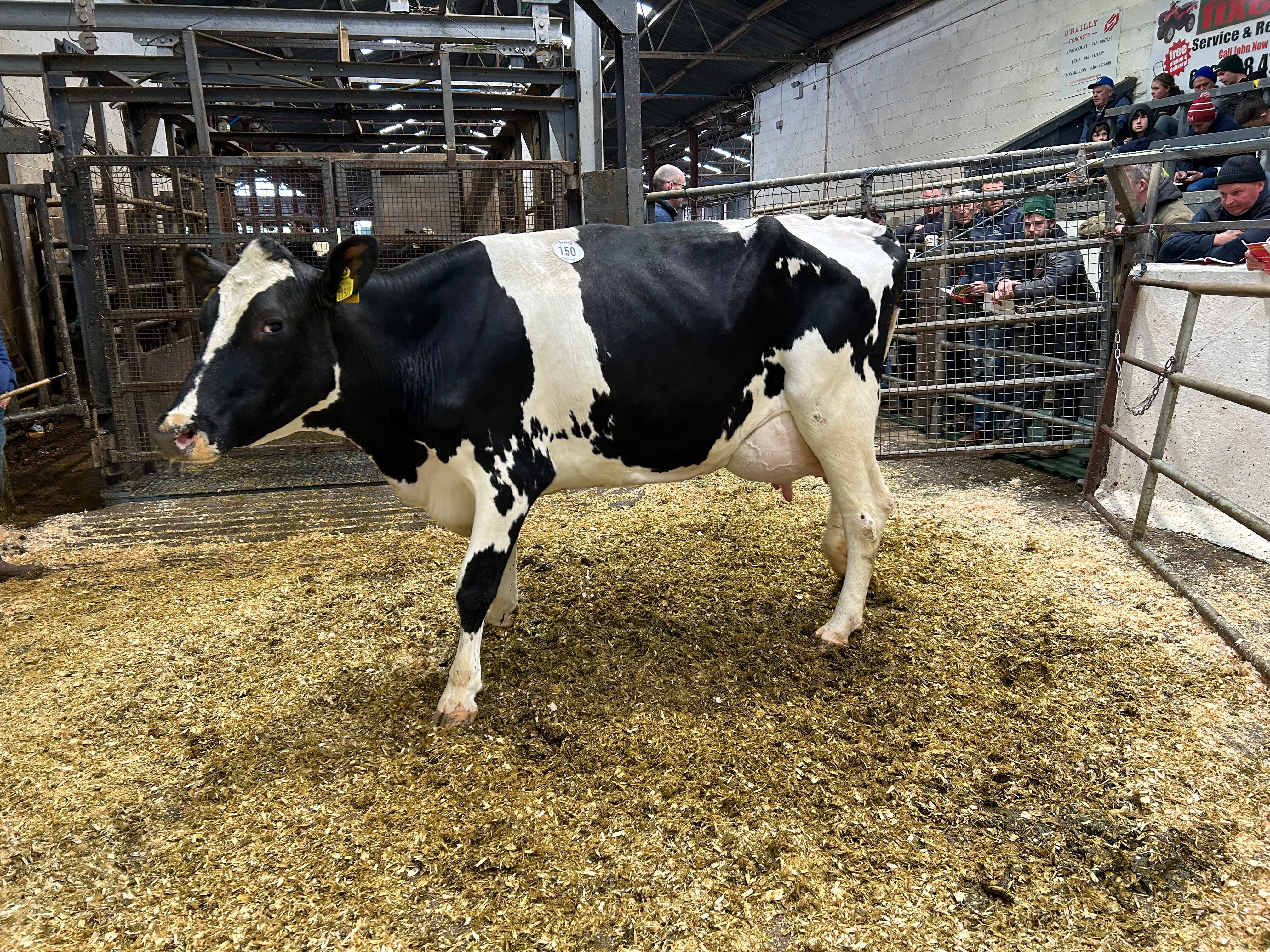 Lot 150: Greenlea Yamaska Aiko sold for 4,000gns