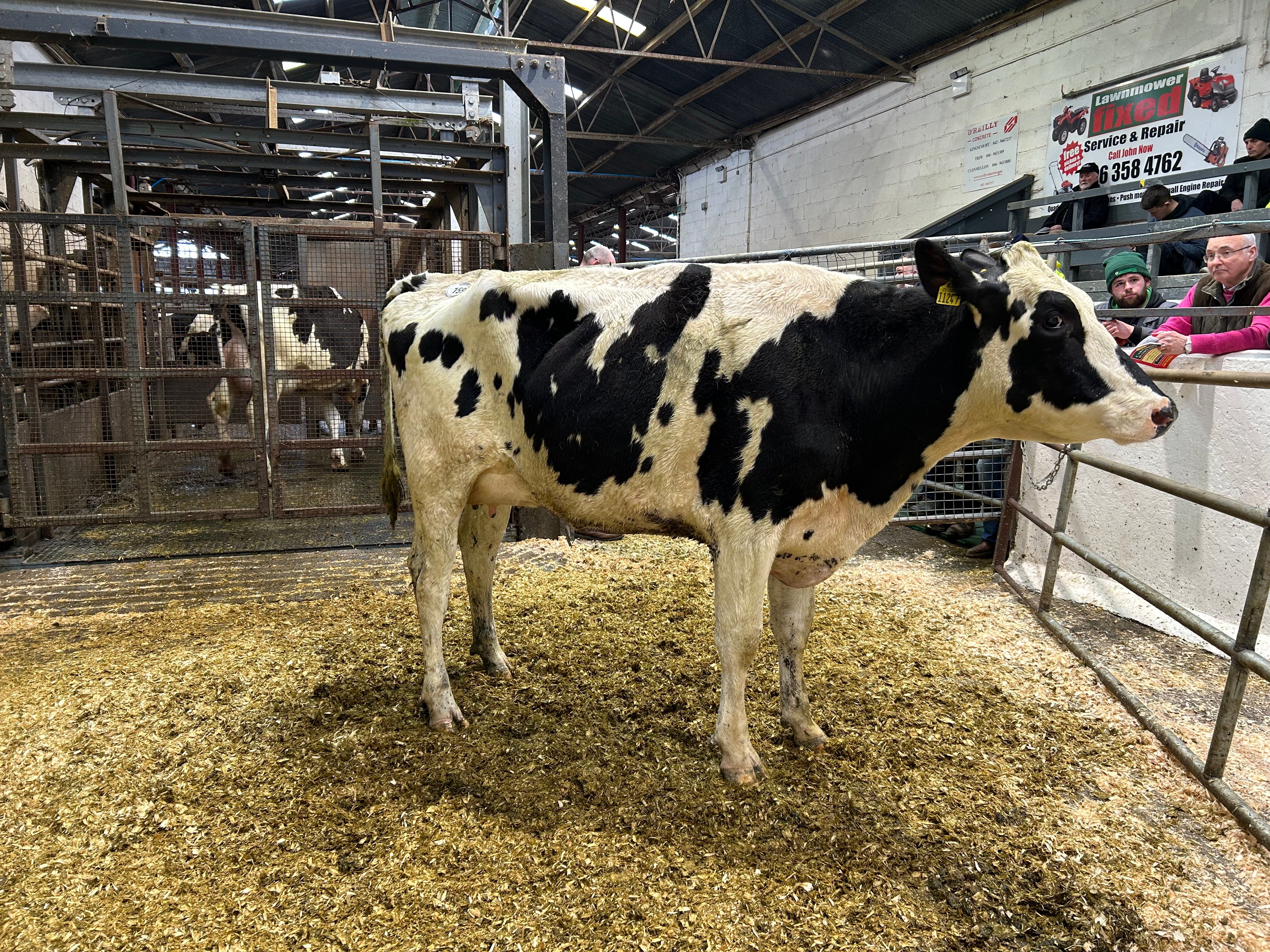 Lot 159: Seanacourt S1488 Spottie, sold for 3,350gns