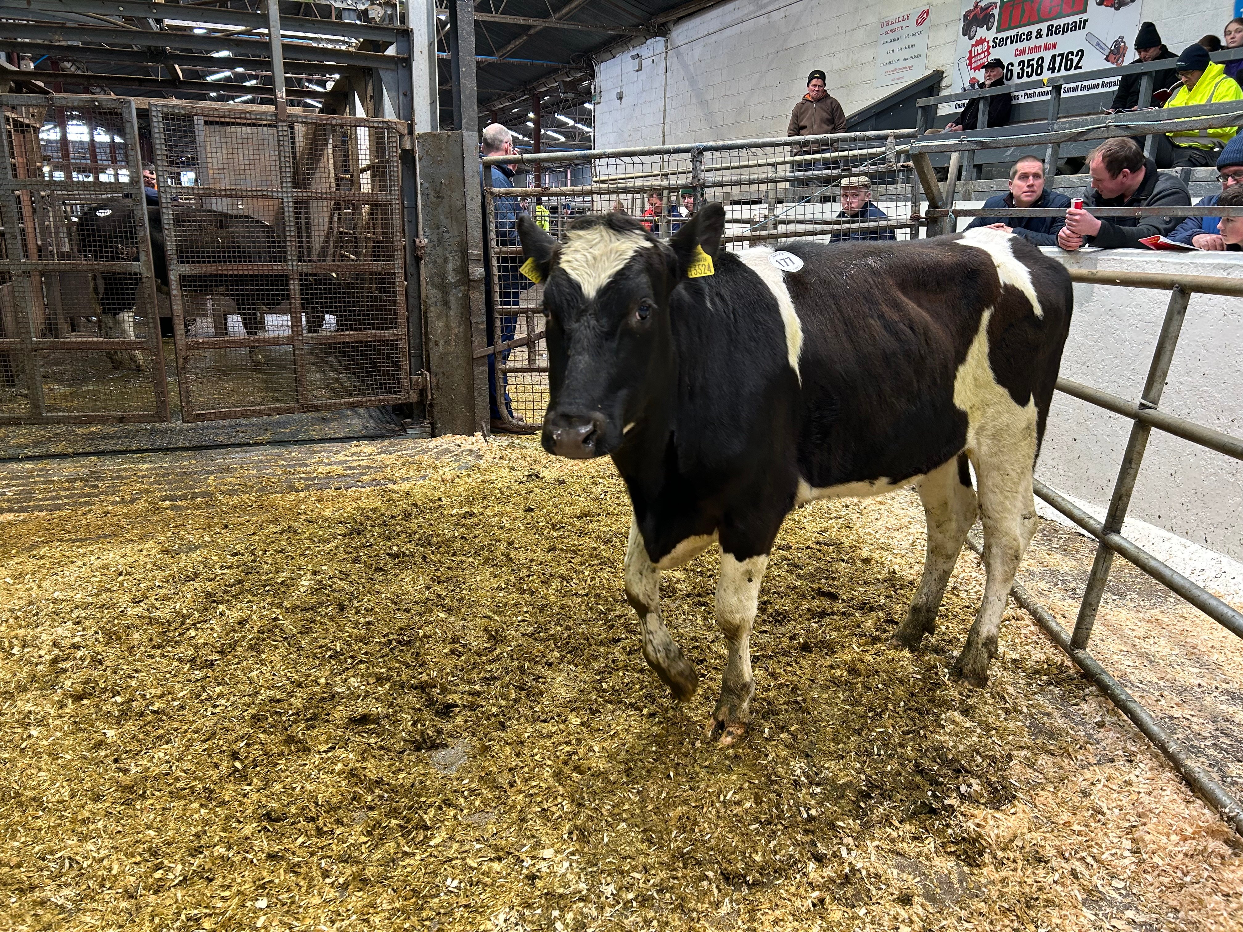 With an EBI of €274, this heifer sold for 840gns