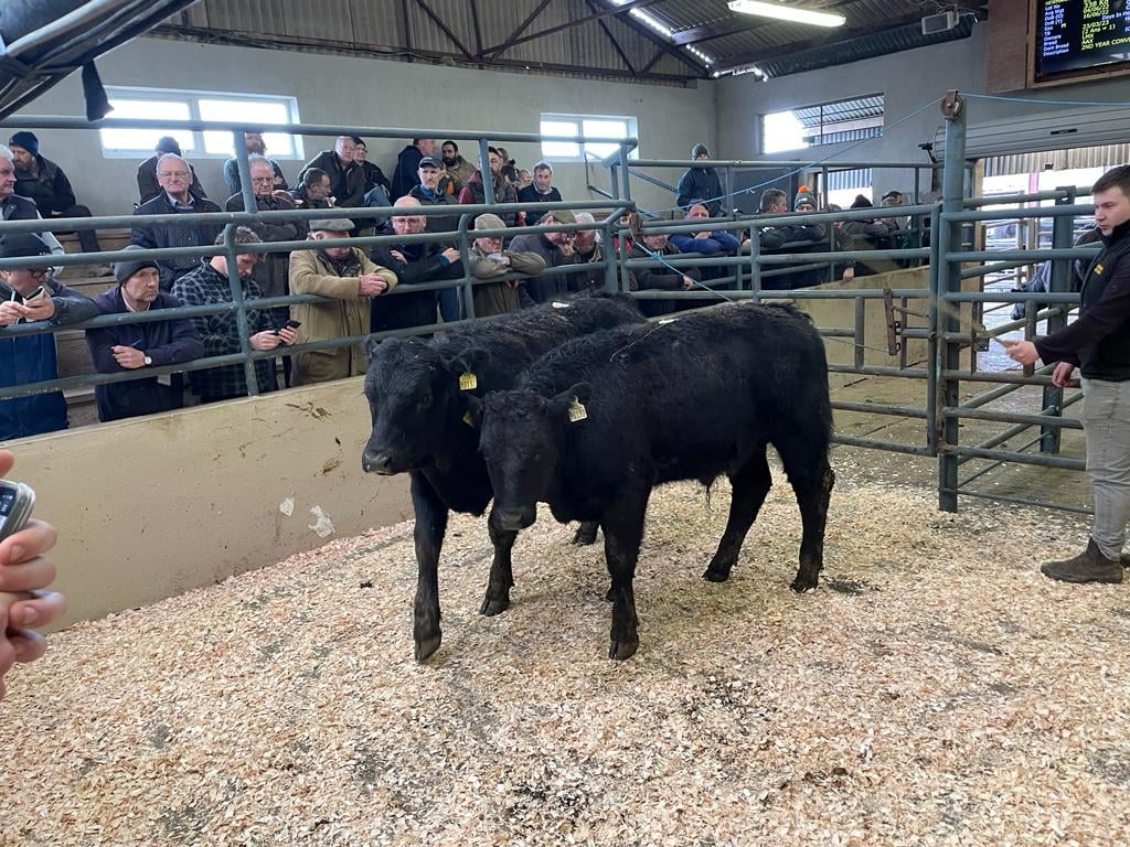 These two Angus bullocks with an average weight of 304kg selling for €1,300 or €4.28/kg.