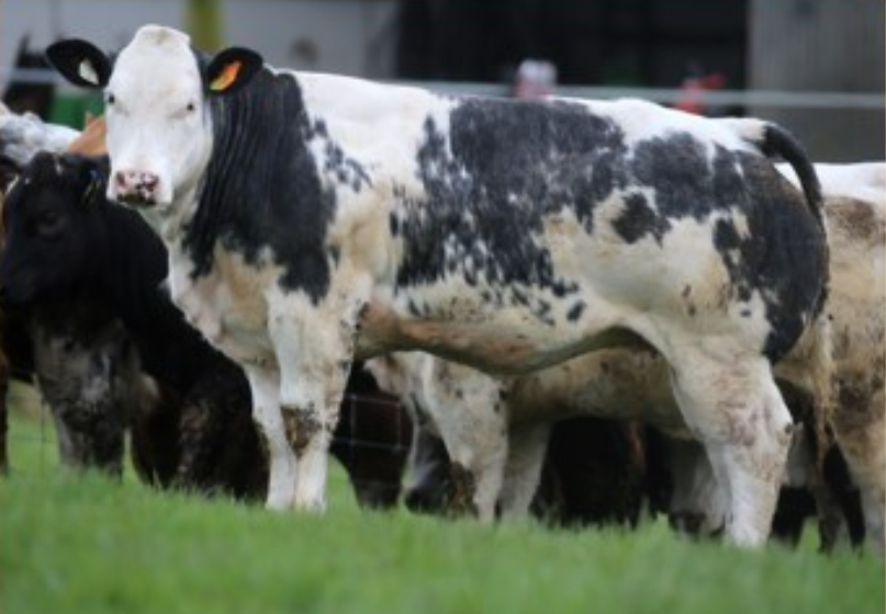 Lot 47 sold for €5,550 or €10.99/kg