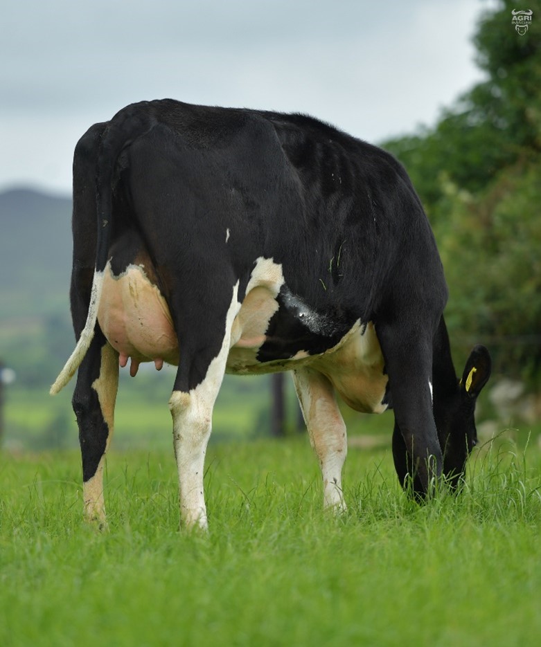 Olcastletown Brandy Celestine – Dam of FR7752