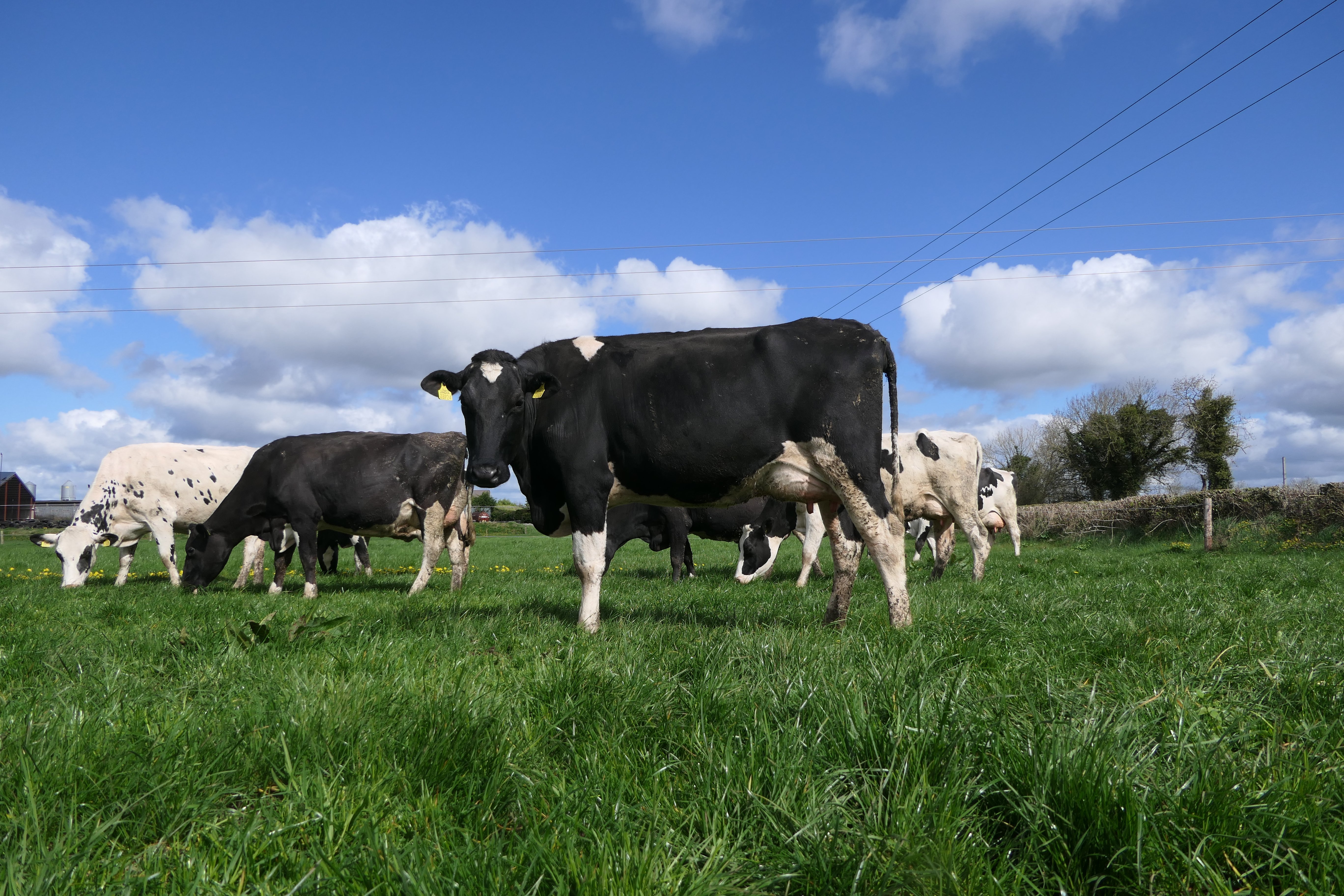 Reary Norah 461, the daughter of Reary Norah 233. She had phenomenal production as a heifer in milk with 7661 kg milk at 4.48% fat and 3.72% protein in her first lactation and calved down with her second calf after 362 days calving interval