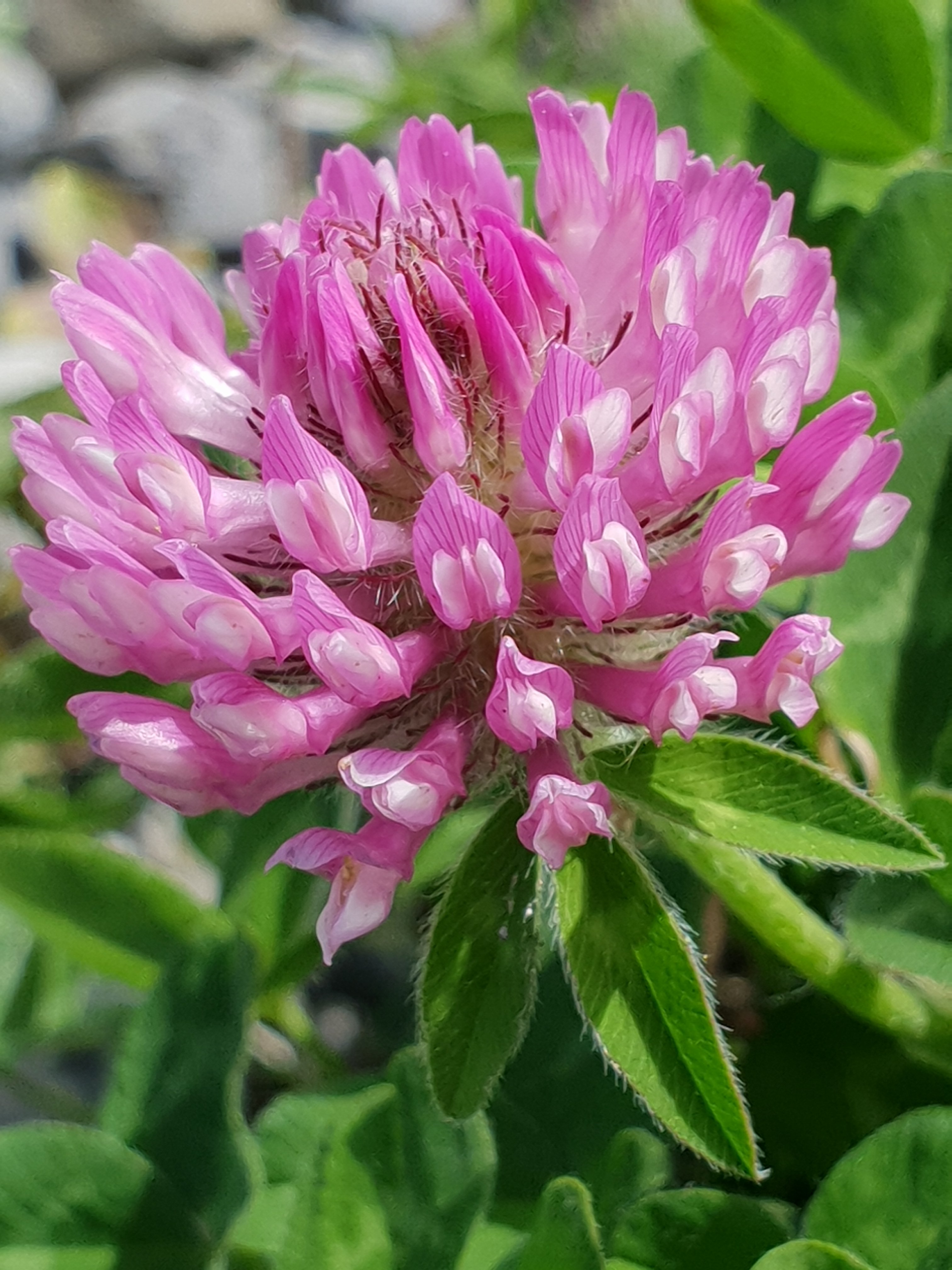 Red Clover had an average of 6.65 across all apps for photos with flowers and an average of 6.8 for photos of leaves across all apps tested. The maximum scored used in the study was 8. Image: Karen L. Bacon