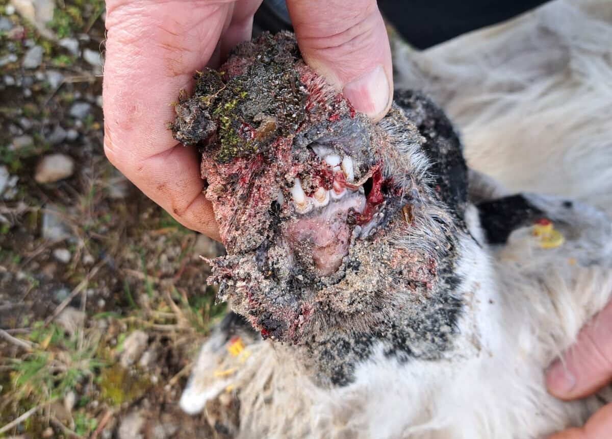 Ewe with mouth devoured. Source: Mary Doohan