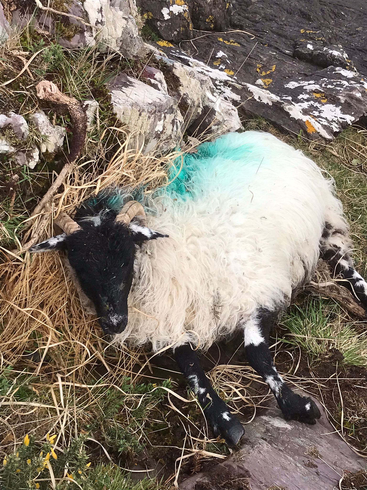 Dead ewe washed in with the tide in Sneem Image: Patrick McCarthy