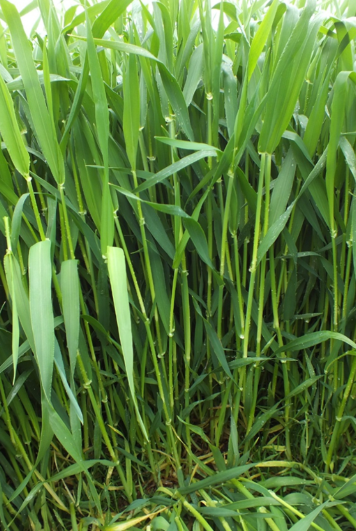 Getting spray down through a dense crop canopy can be very difficult