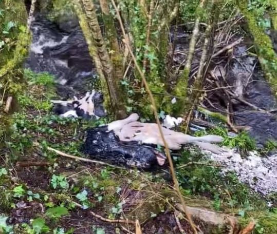 Calf carcasses at the Fivemiletown river