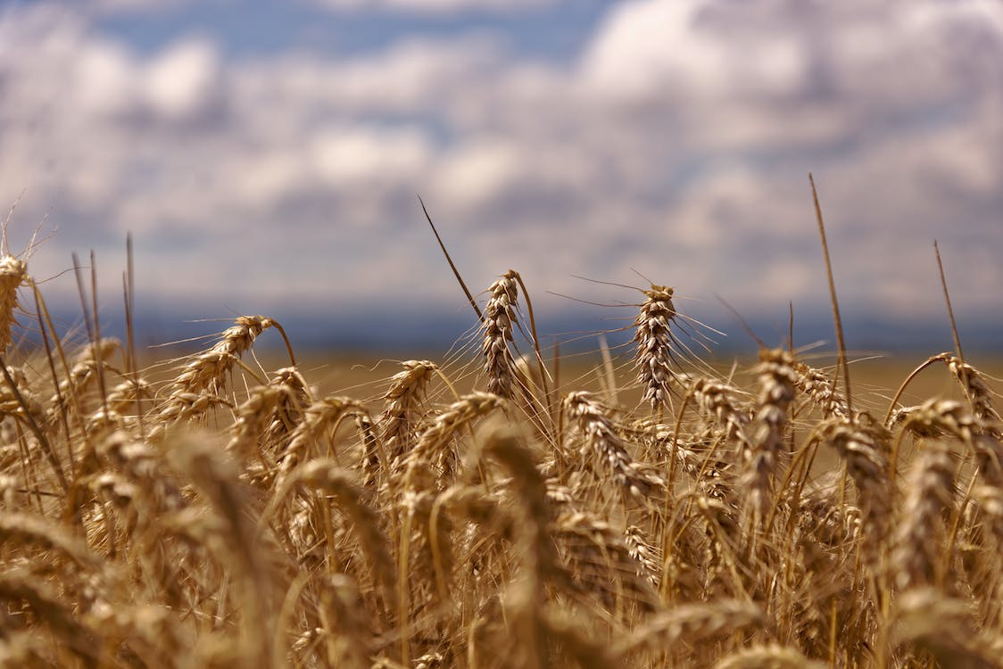 Cereal production was up 3.7% in 2022 according to the CSO