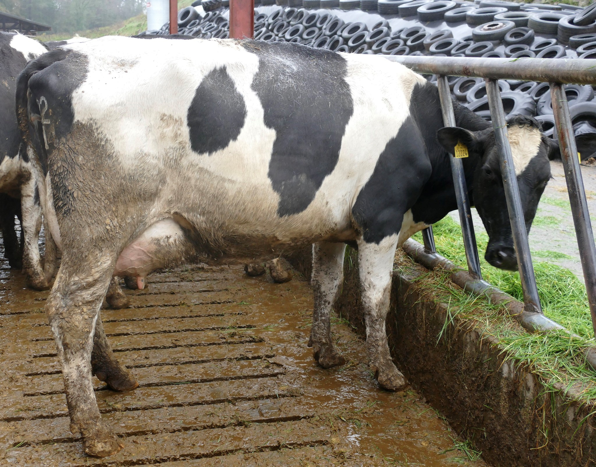 Lot 14, Coolmohan Baguck 4187 sold for 3,630gns.Image source: Taaffe Auctions