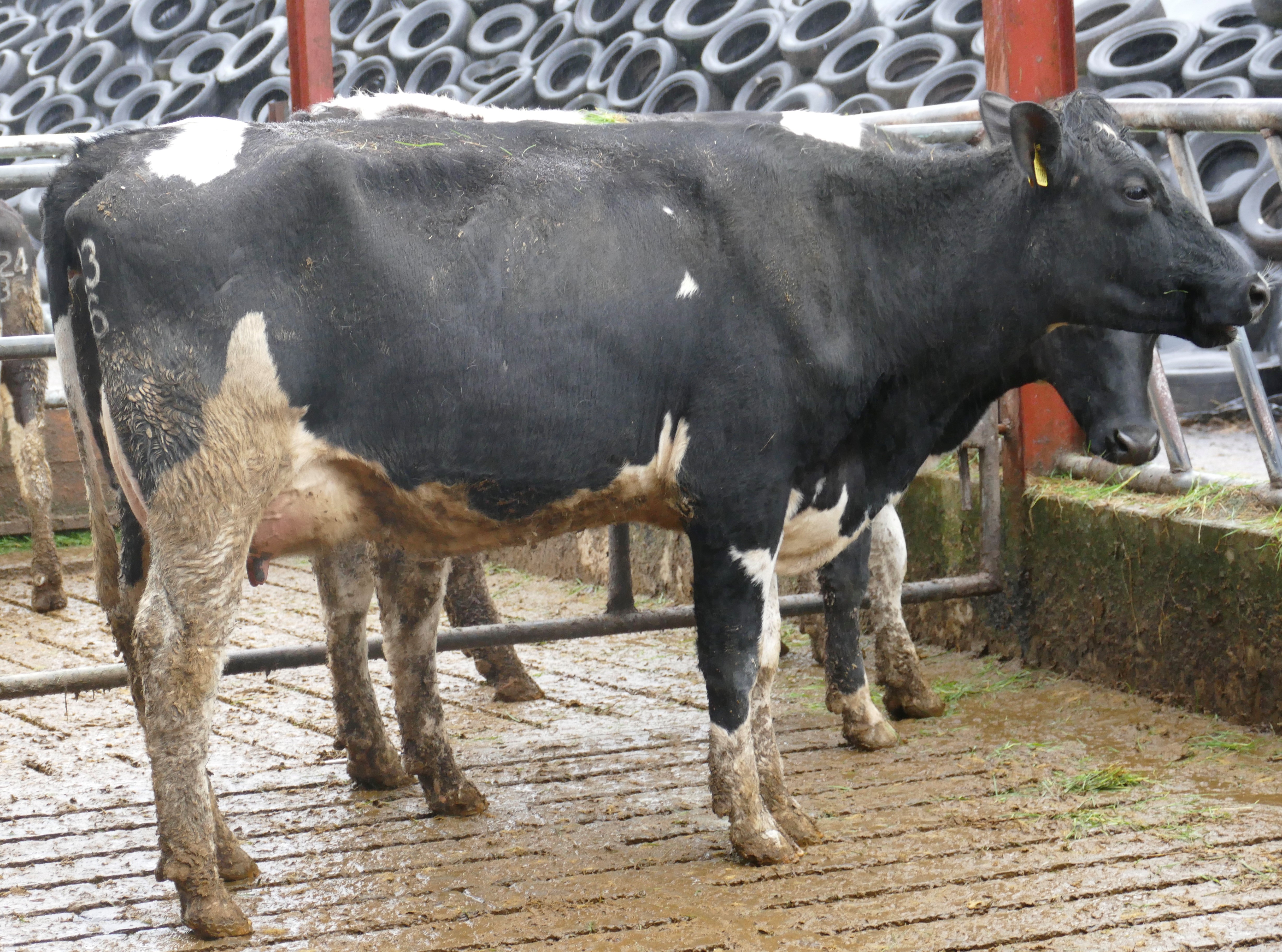 Lot 19, Coolmohan Deirdre 3584 sold for 3,800gns.Image source: Taaffe Auction