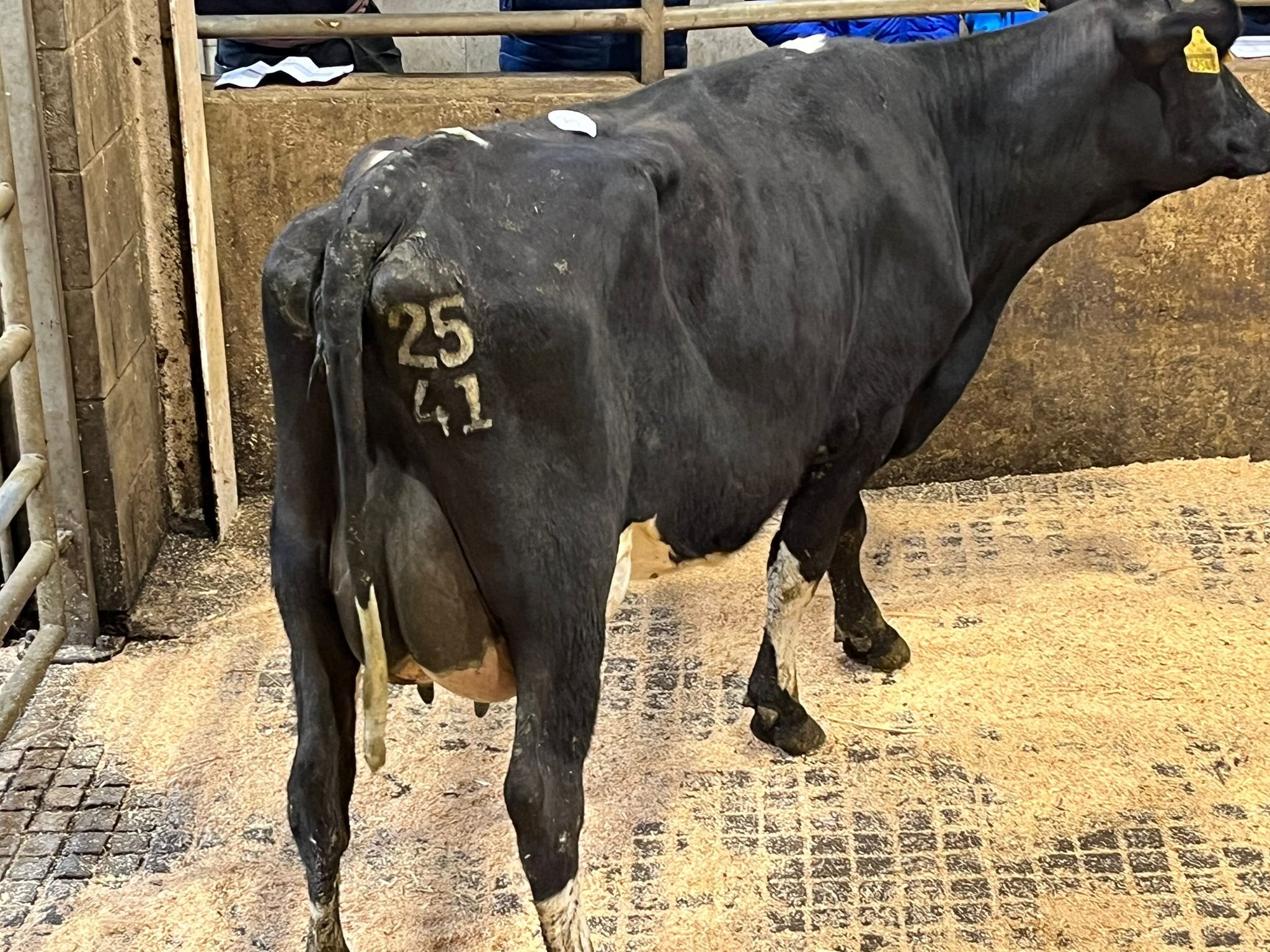 Lot 3, a ZSP-sired heifer with an EBI of €183, sold for €2,700Image: Carnew Mart