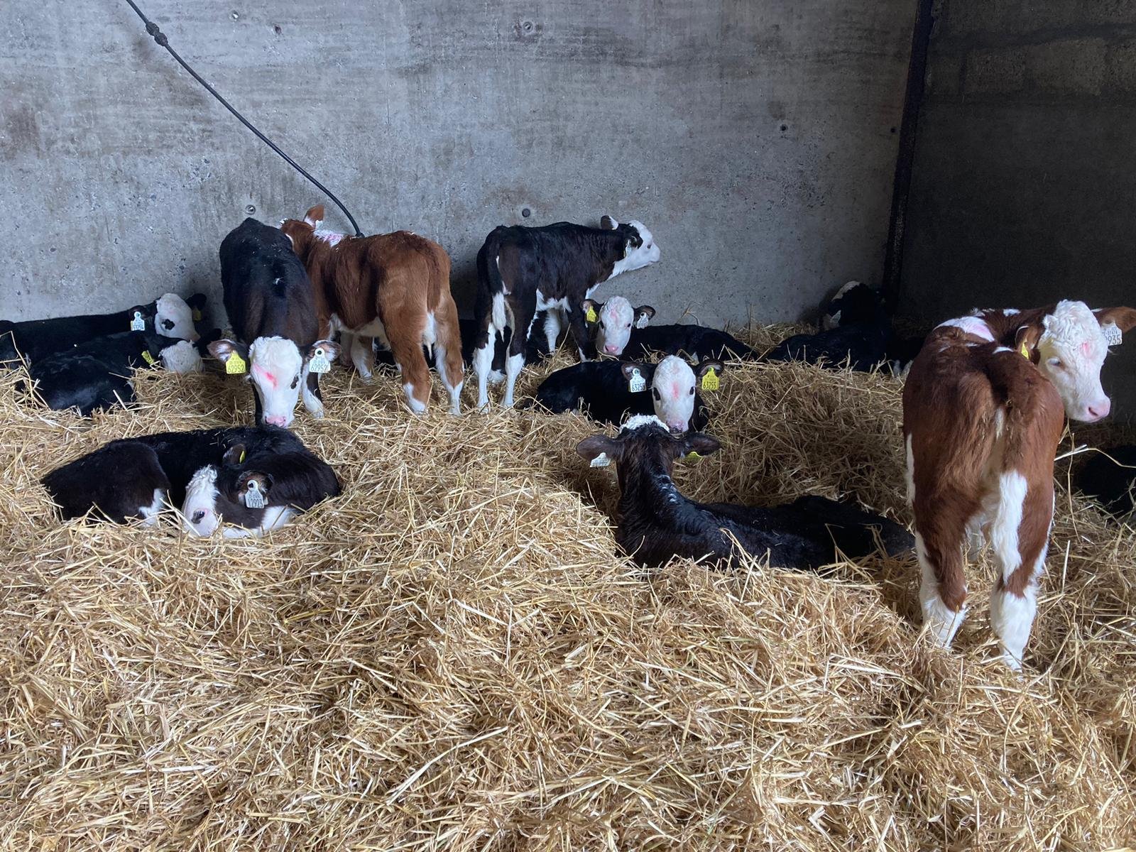 Note the deep bed of fresh straw for calves to nest in after feeding