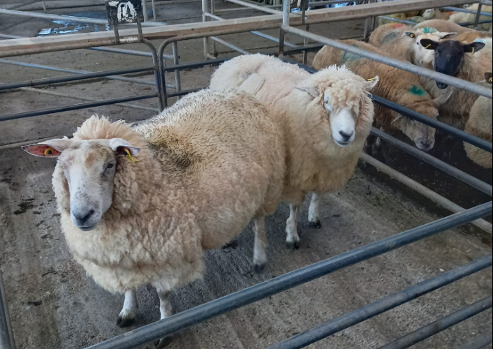 These two cull ewes weighed 98kg each and sold for €200/head