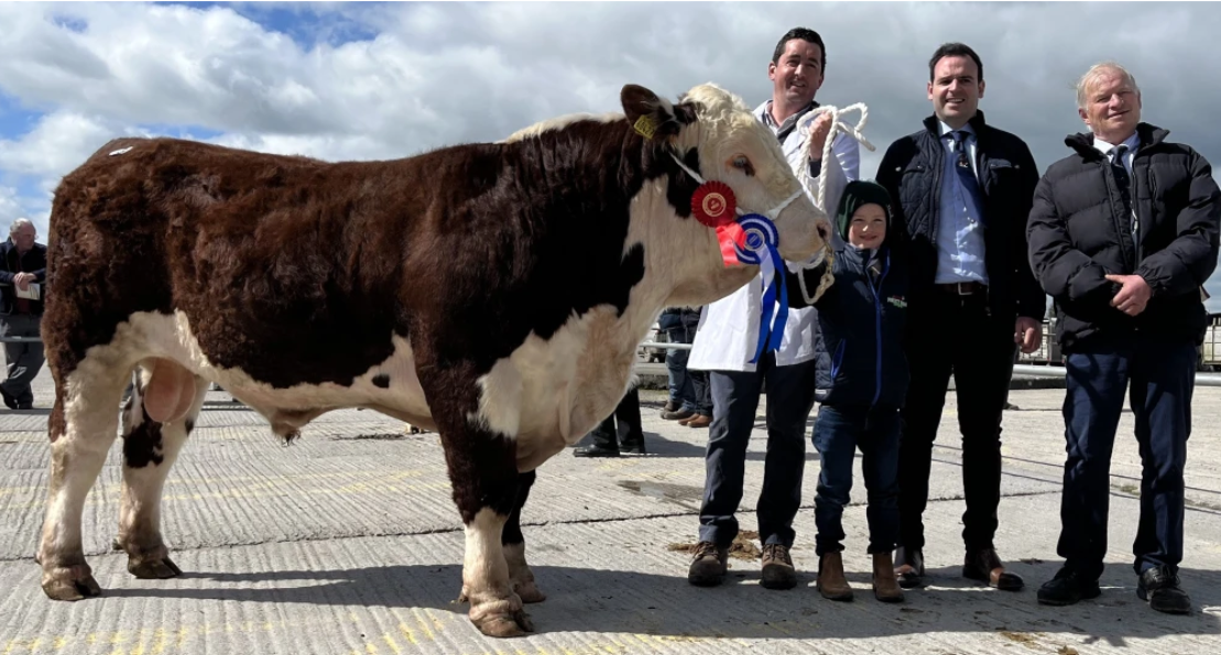 Reserve Champion Tullaha Finnian with breeders Tommy and John Cregan, Judge Michael Barrett and IHBS president, Adrian Bateman