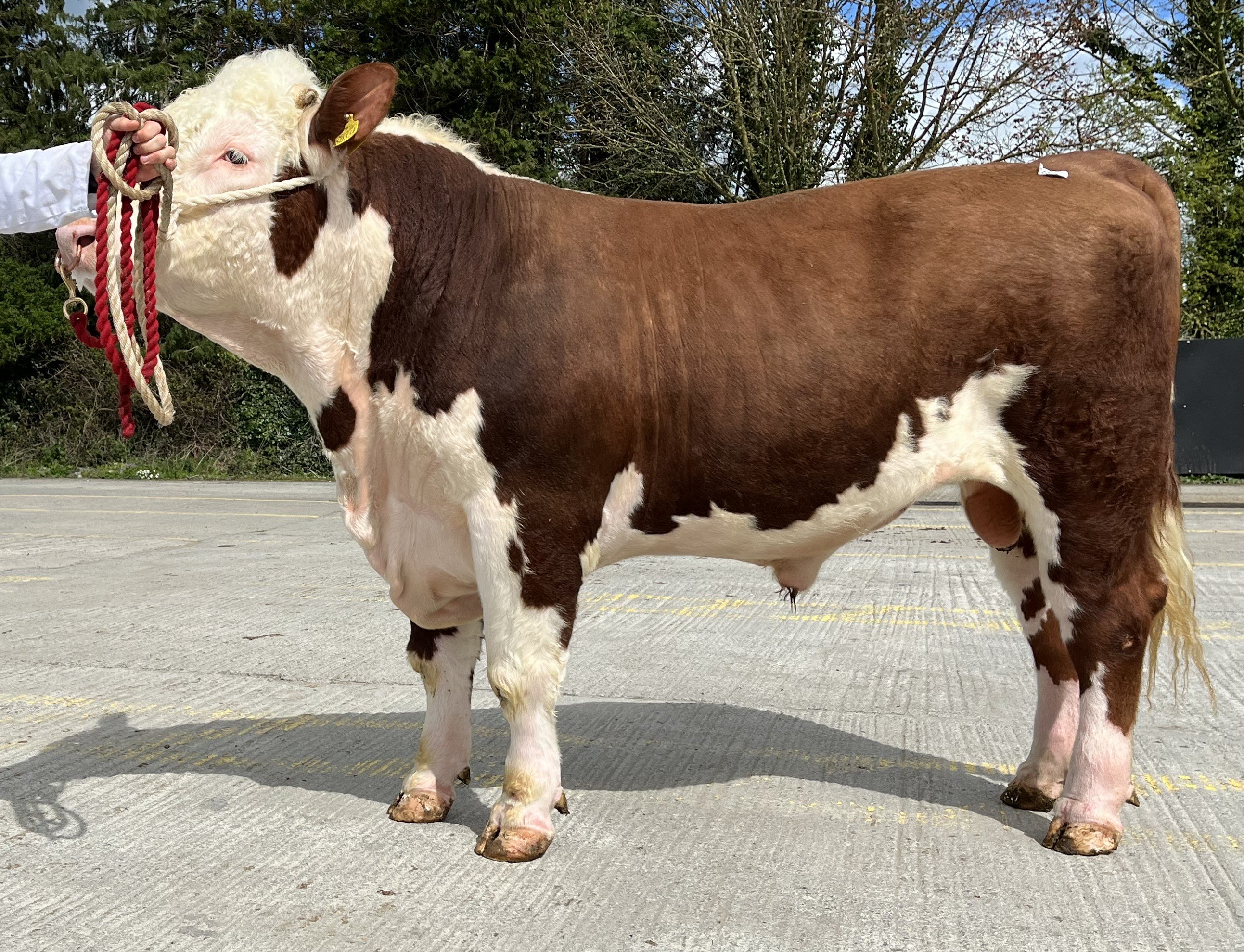 Forteregal Billy sold for €3,800
