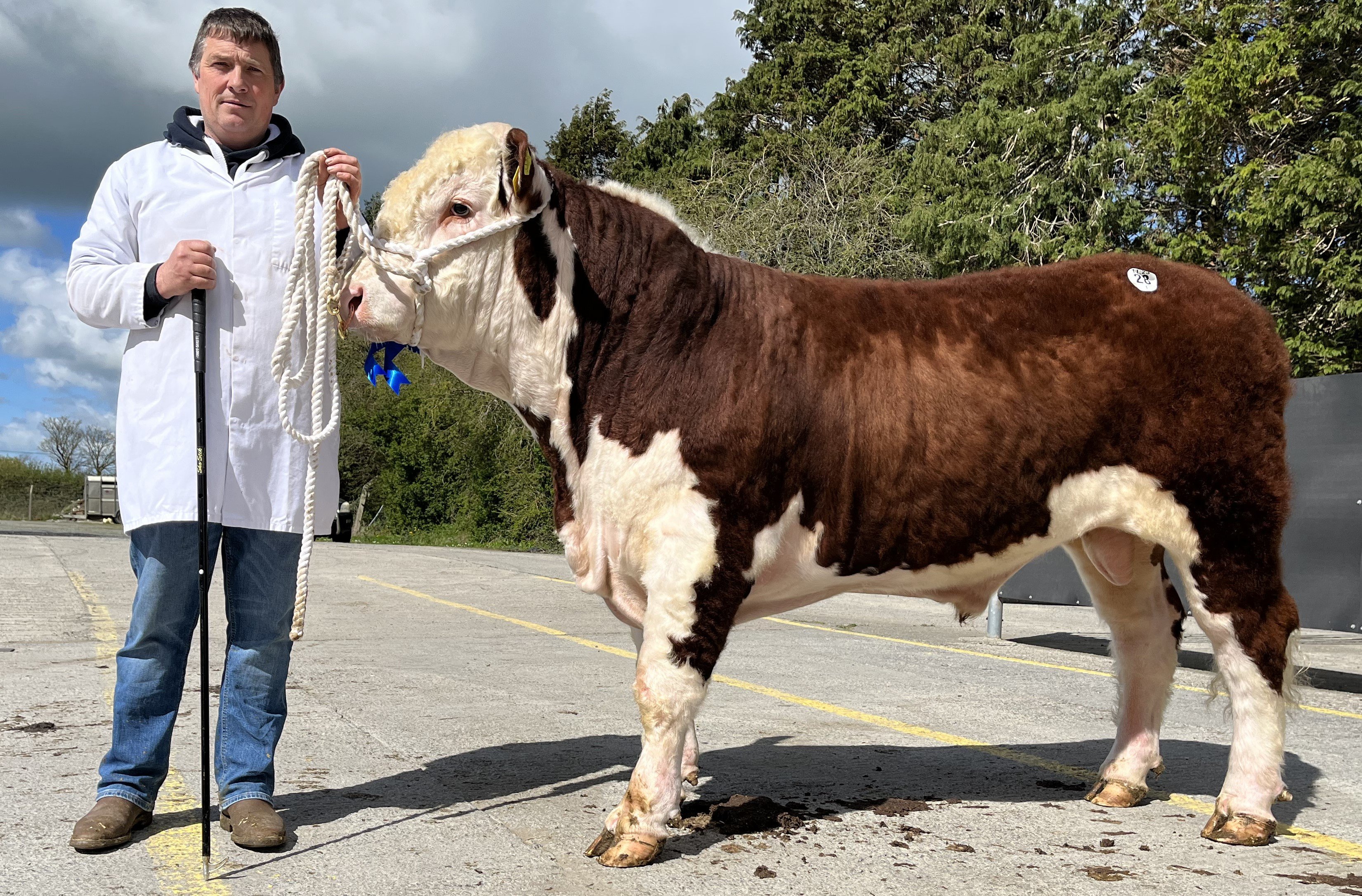Glaslough Yorkie (sold for €5000) with breeder Nigel Heatrick