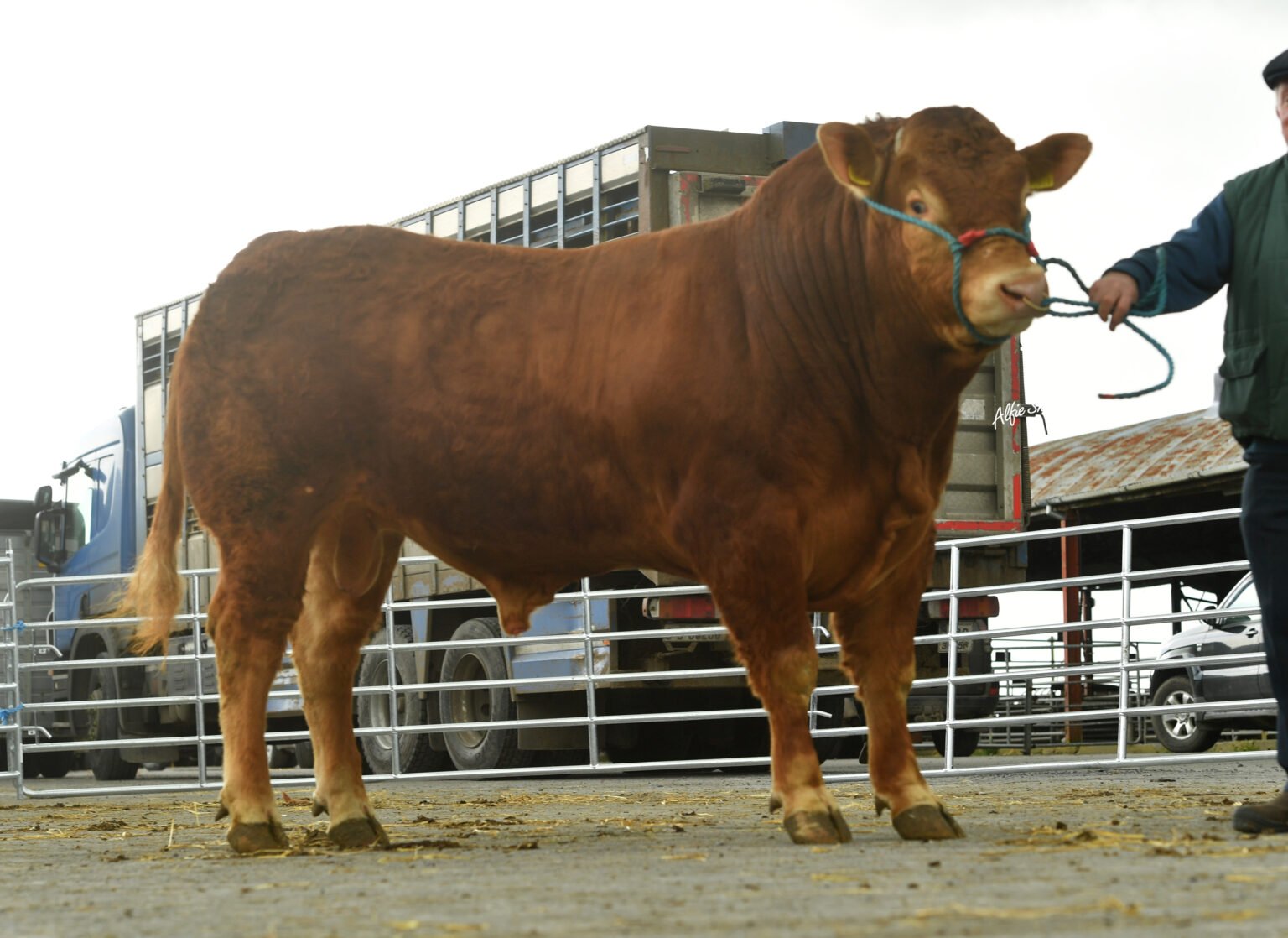 First class winner, Ruan Sudo, sold for €5,000