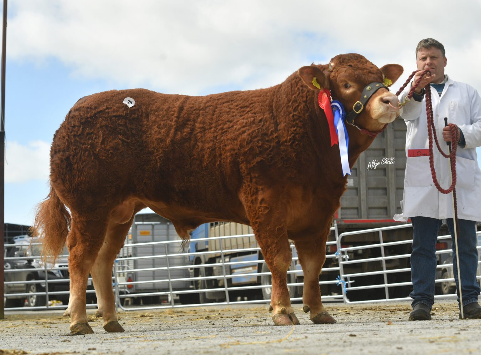 Reserve Champion Carrickmore Scoobydoo ET made €5,200