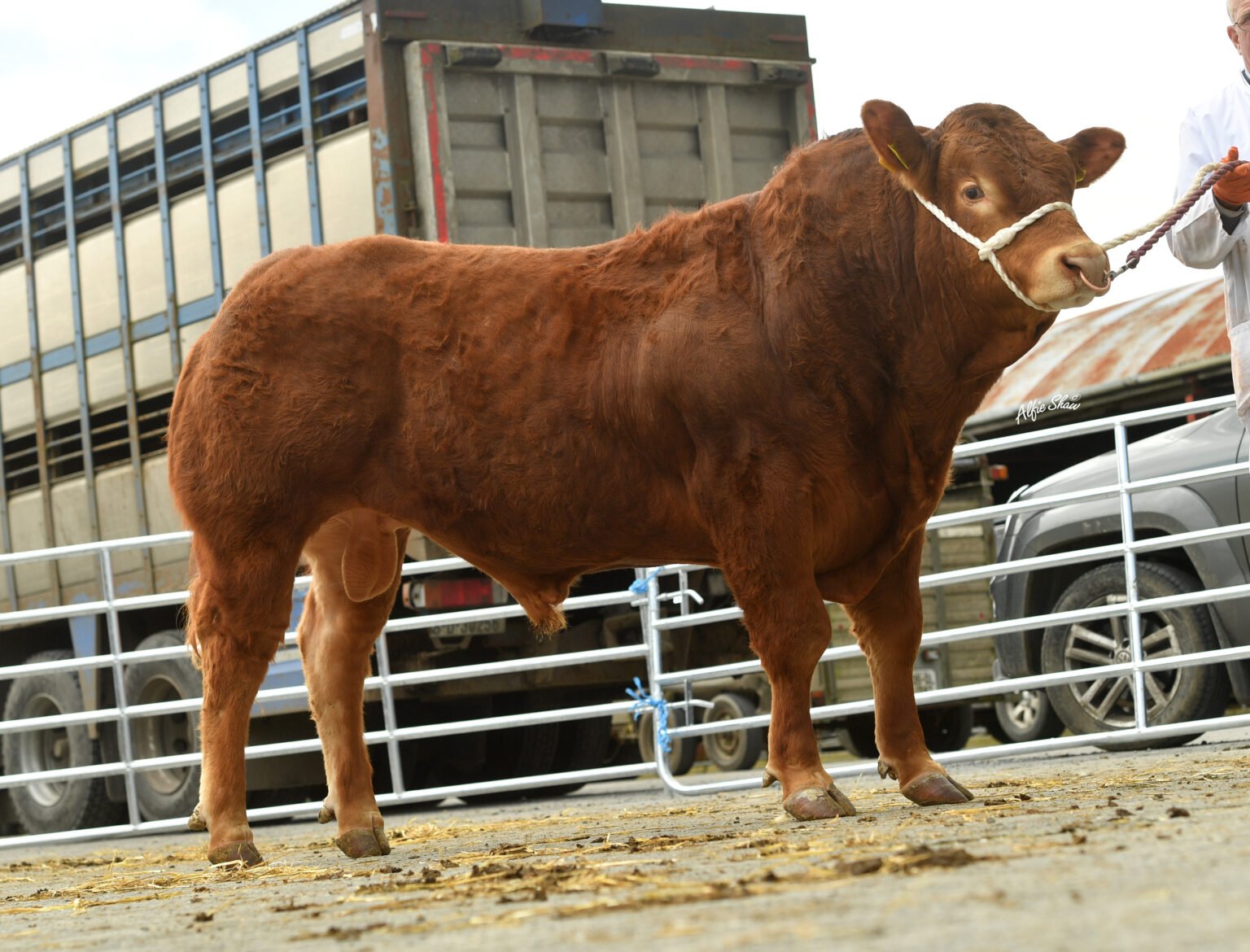 Keltic Sam Tan sold for €5,400