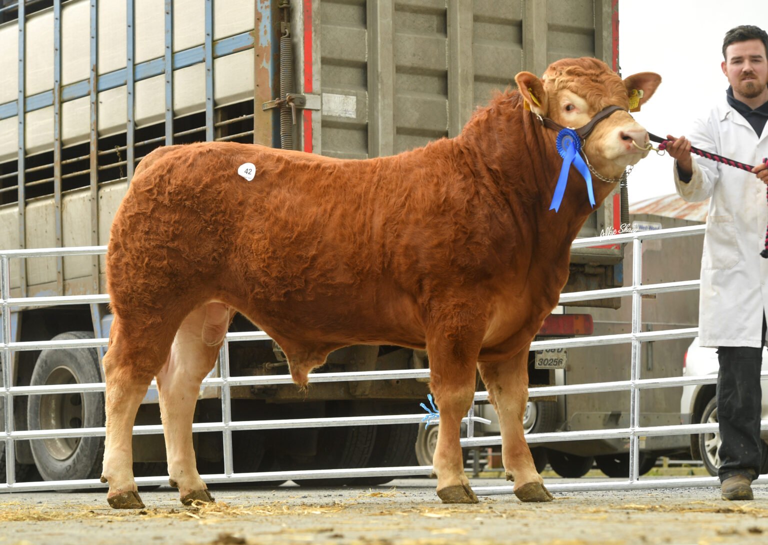 Ballykinncurra Showman sold for €4,600