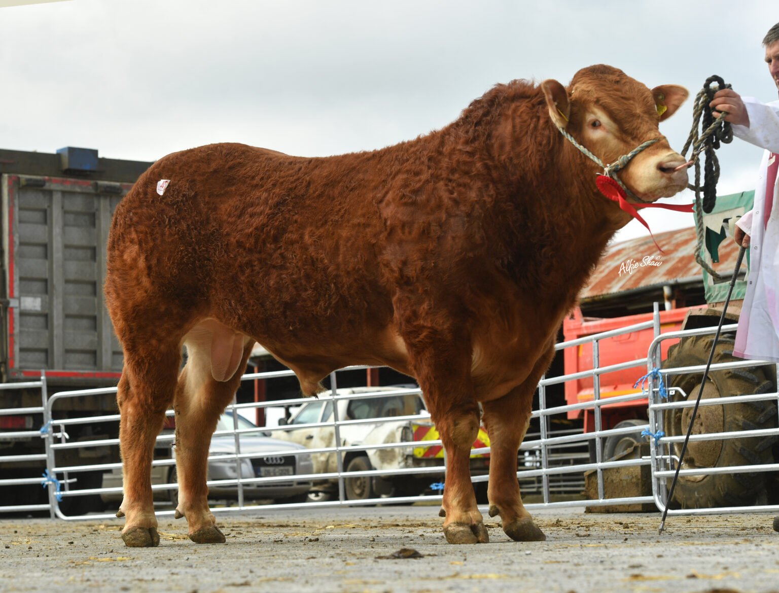 Clydagh Soney sold for €4,600