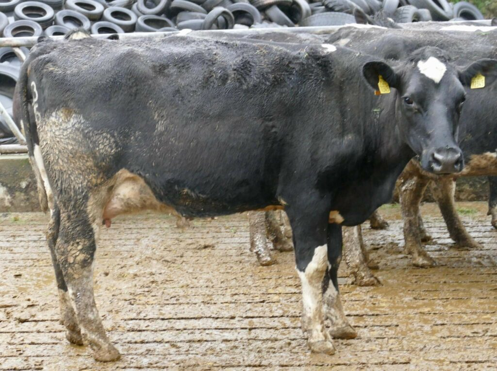 Lot 4, Coolmohan Bride 5239 sold for 3,650gns. Image: Taaffe Auctions