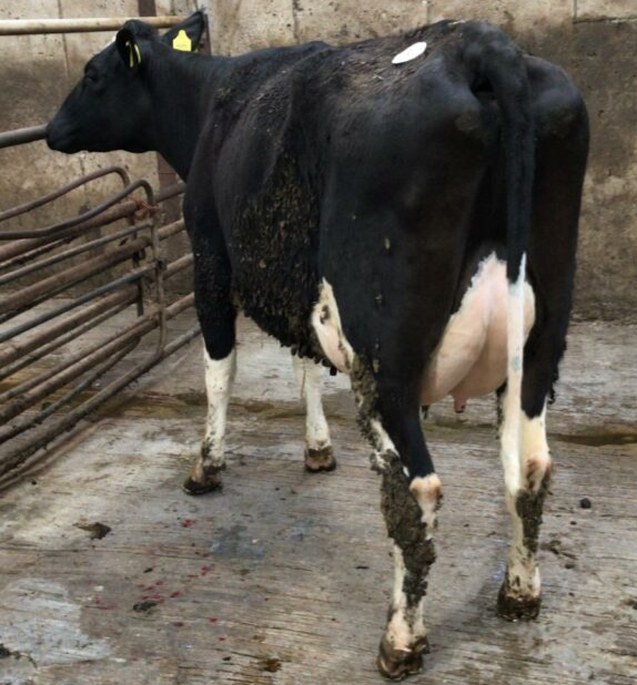 This heifer sold for €2,375