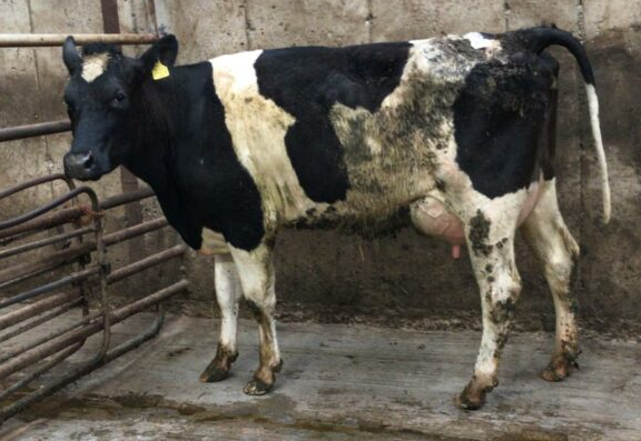 This heifer sold for €2,500