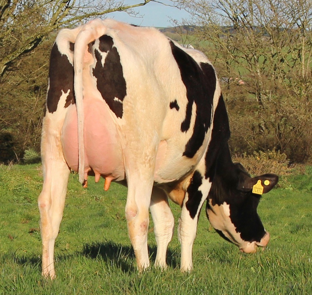 Lot 12: Kilgarriffe Pietje 81 who sold for 5,000gns