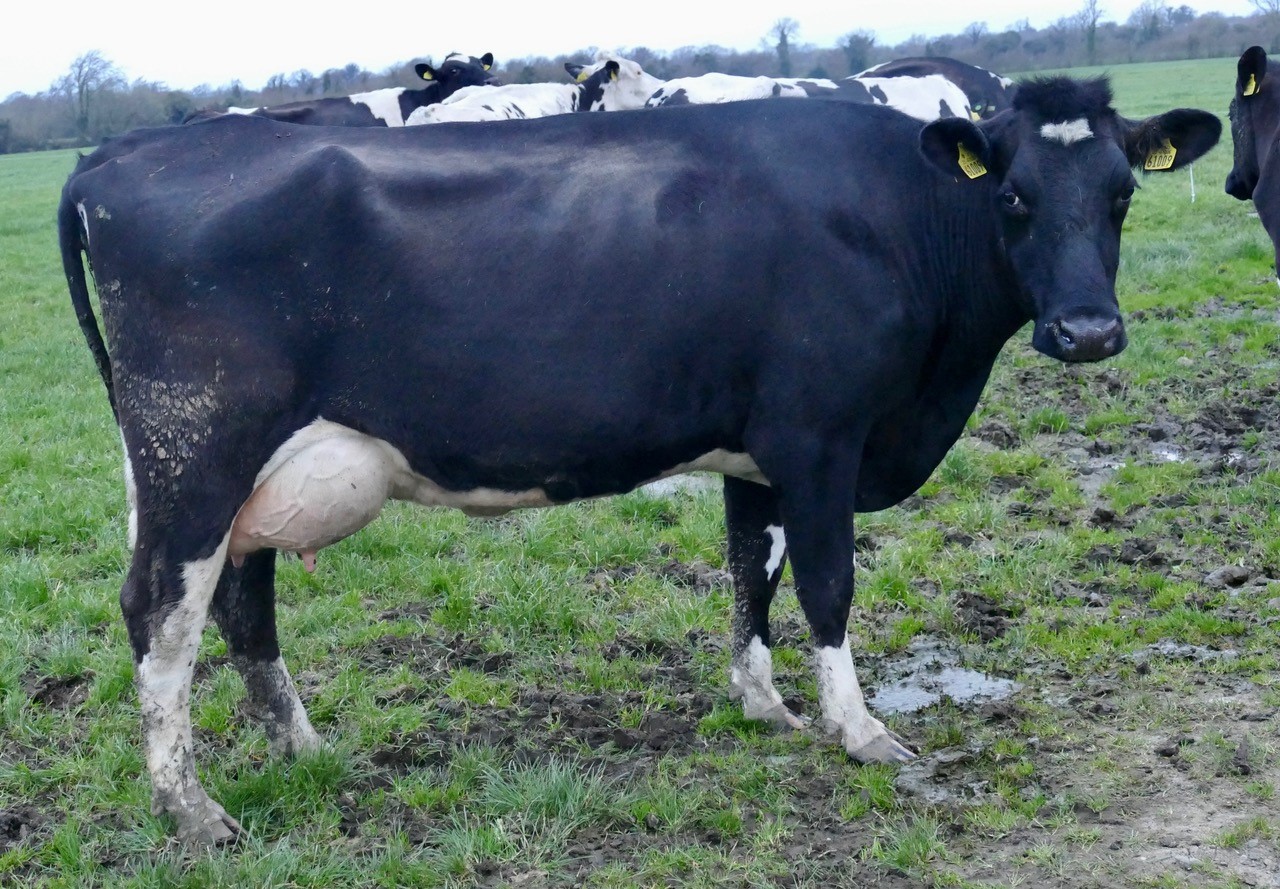 Lot 25: Richvale Taurus Mona 9, sold for 4,600gnsImage: Taaffe Auctions