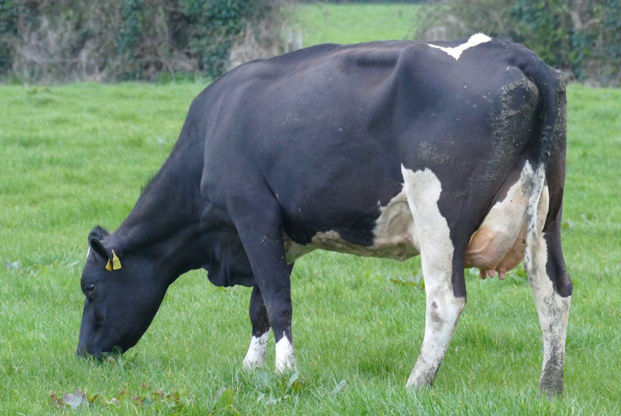Lot 12: Richvale Supreme MonaImage: Taaffe Auctions