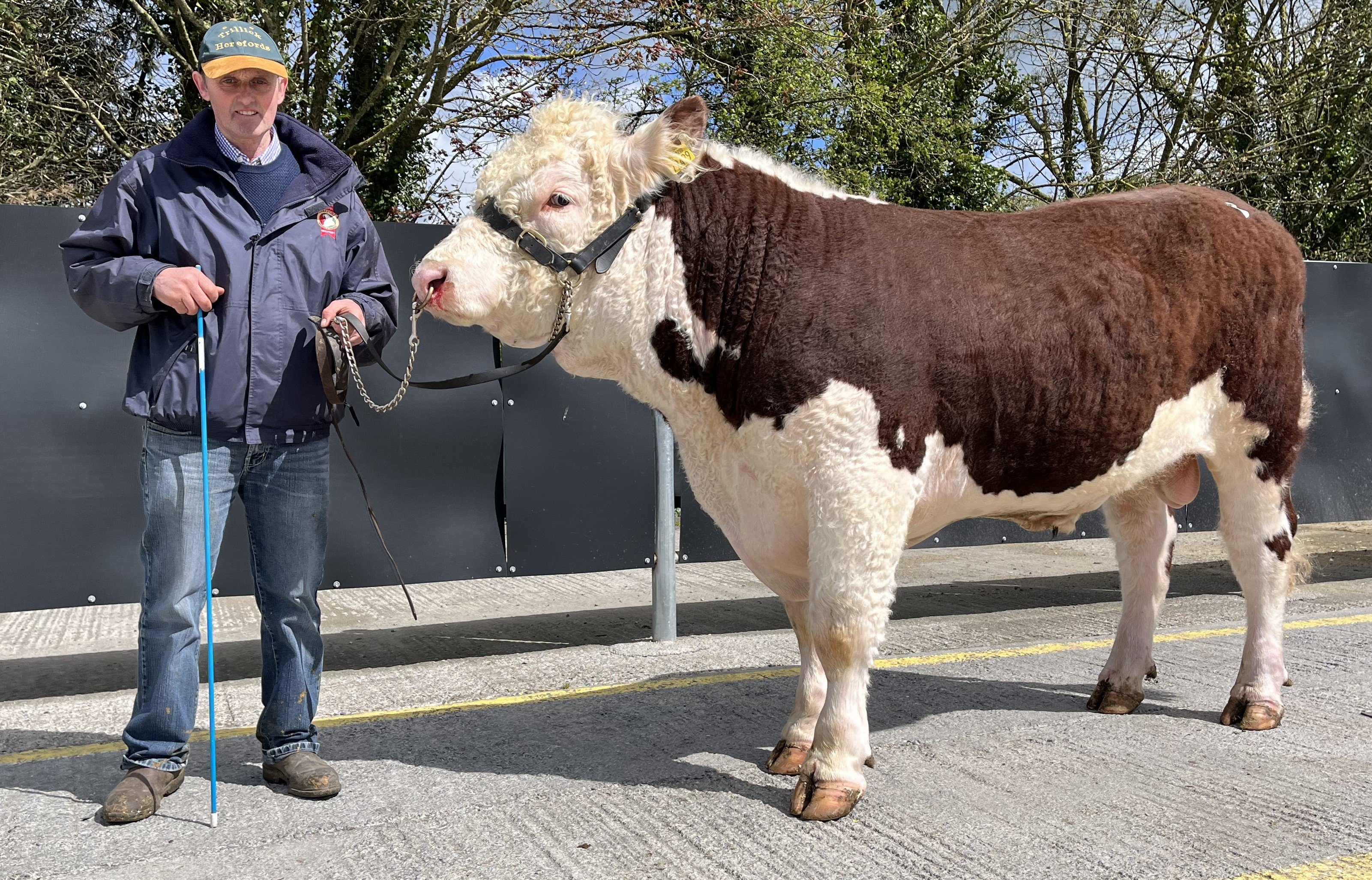 Trillick Boxer 9 (sold for €4,400) with breeder J.J. Farrell