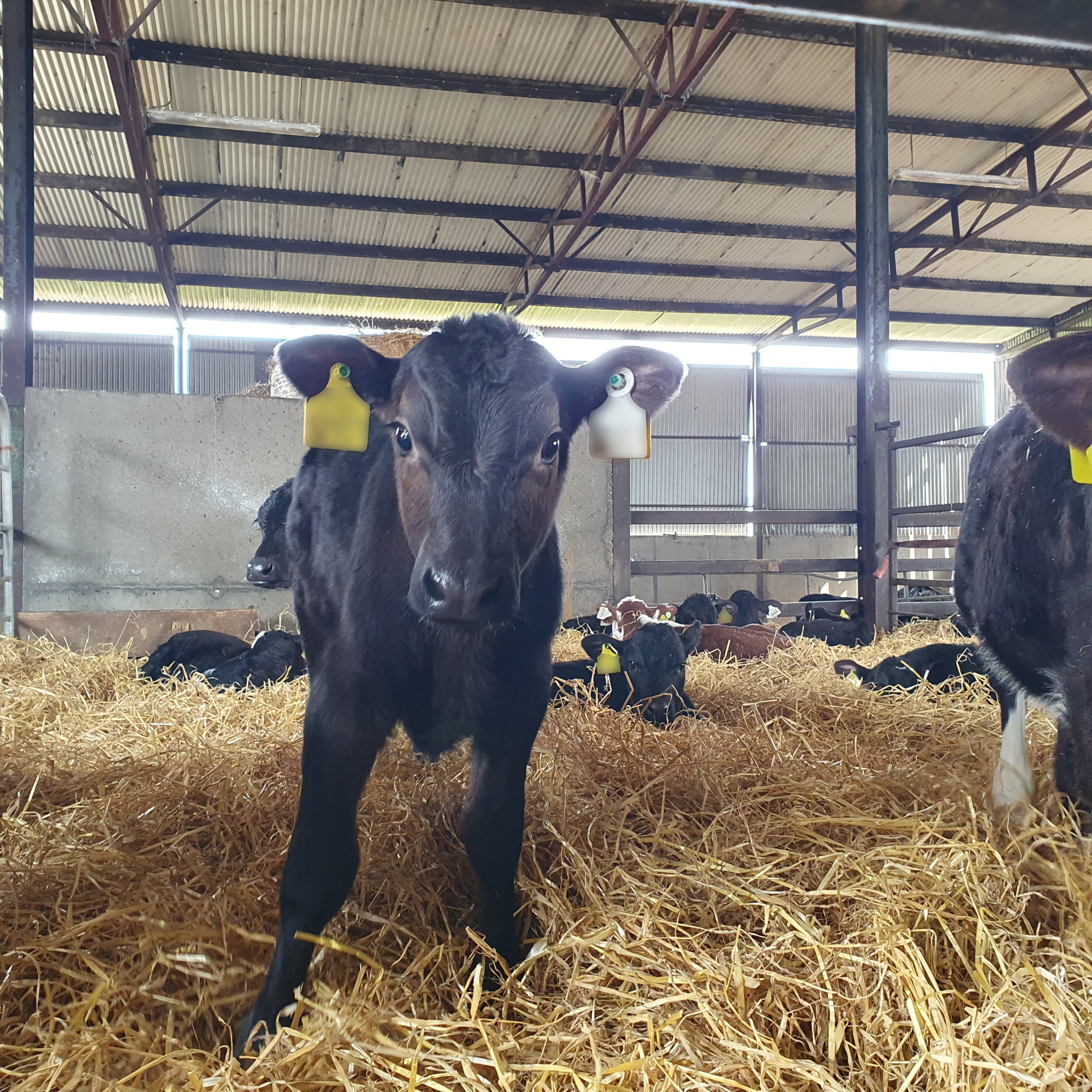 Calves on a bed of straw