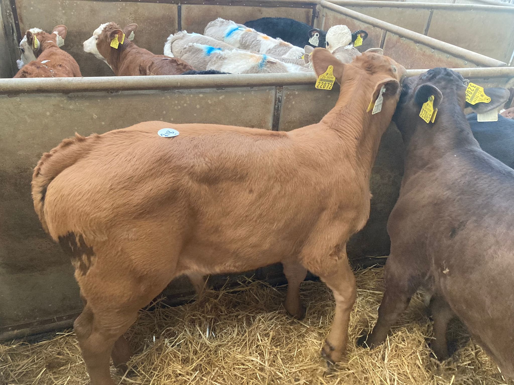 This seven-week-old Limousin-cross bull made €330
