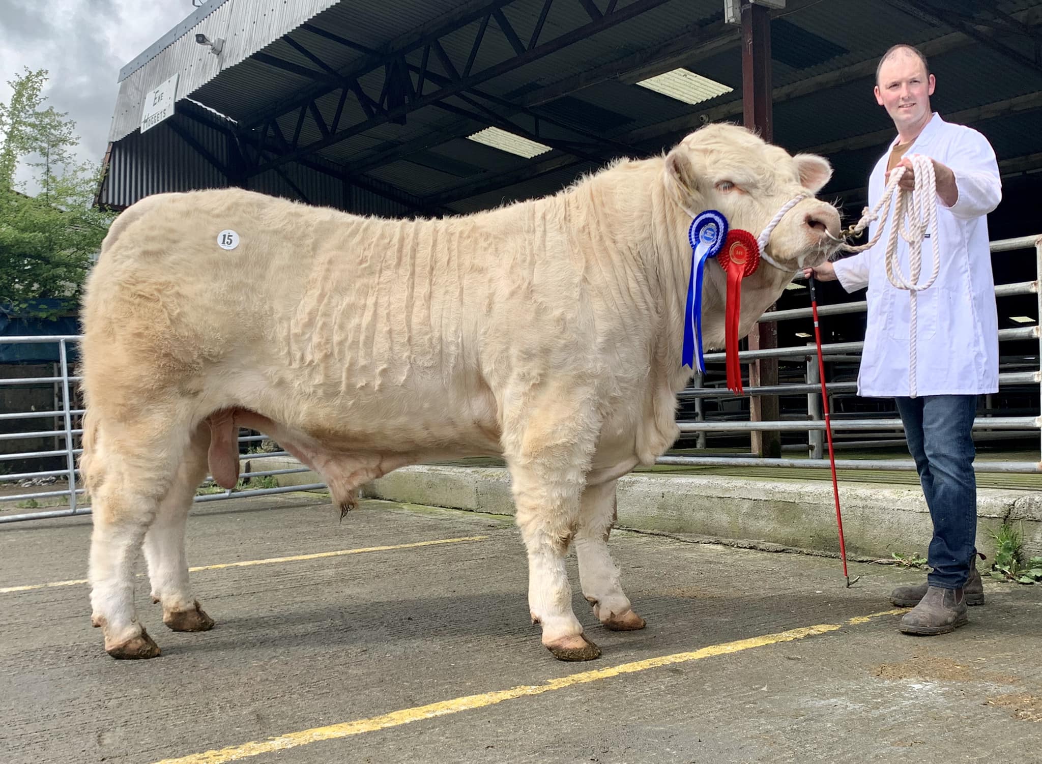 Reserve Champion Davron TRex sold for €3,200. Image: Irish Charolais Cattle Society