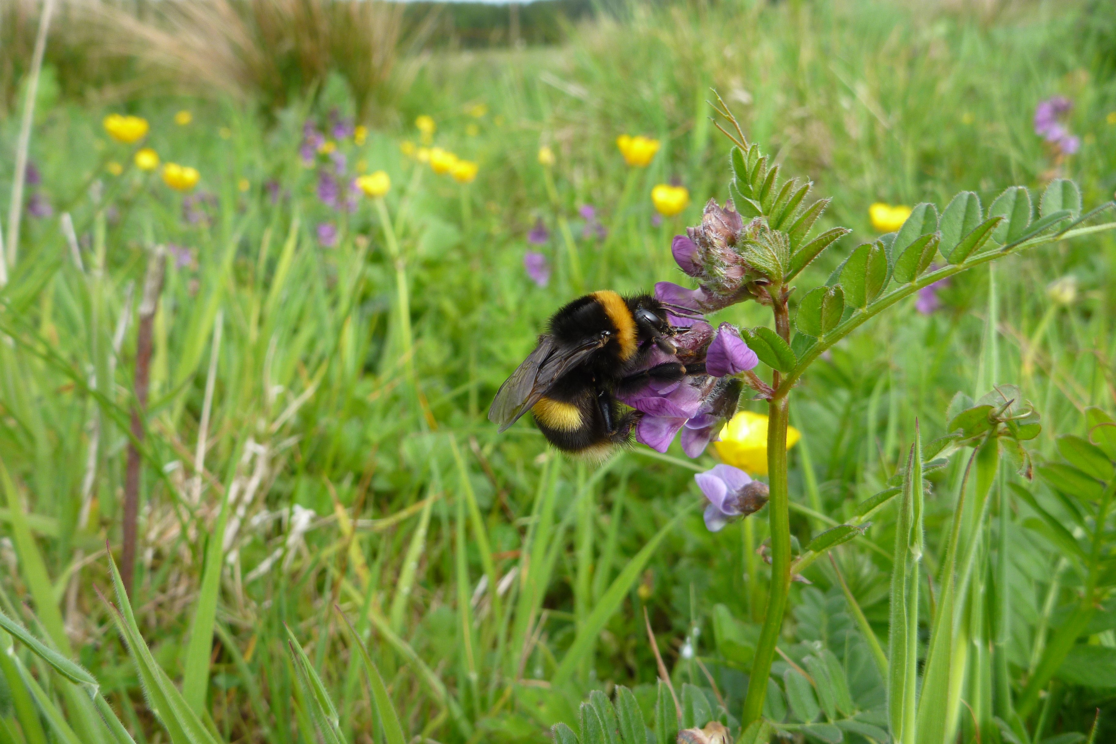 Buff tailed bumblebee. Image source: Ruth Wilson