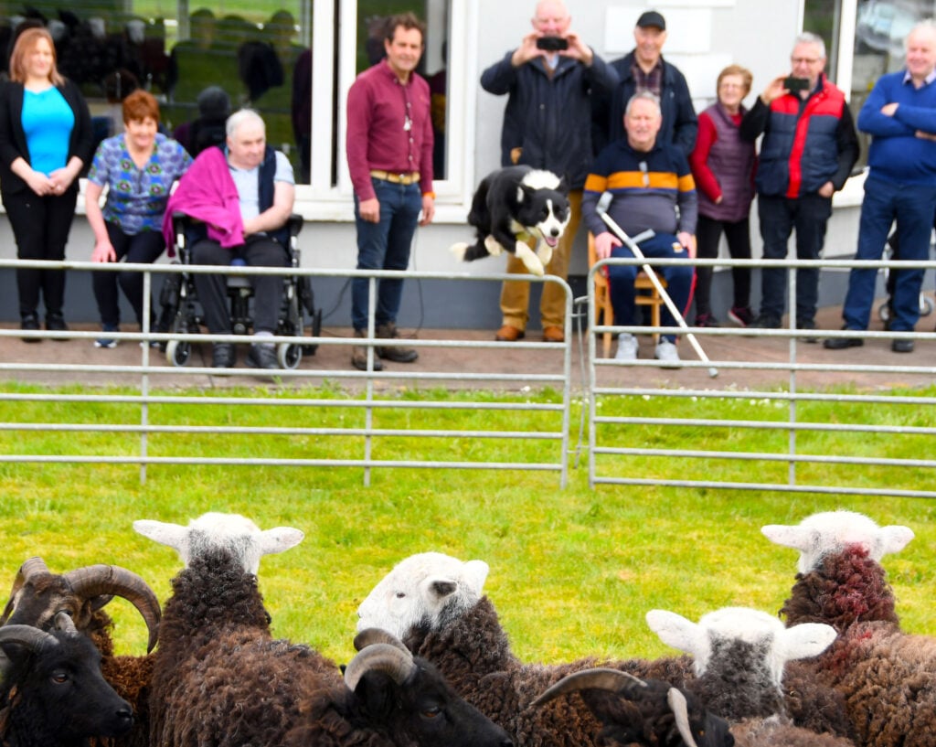 Ave Maria nursing home sheepdog exhibition with Birch the dog. Image: John O'Grady