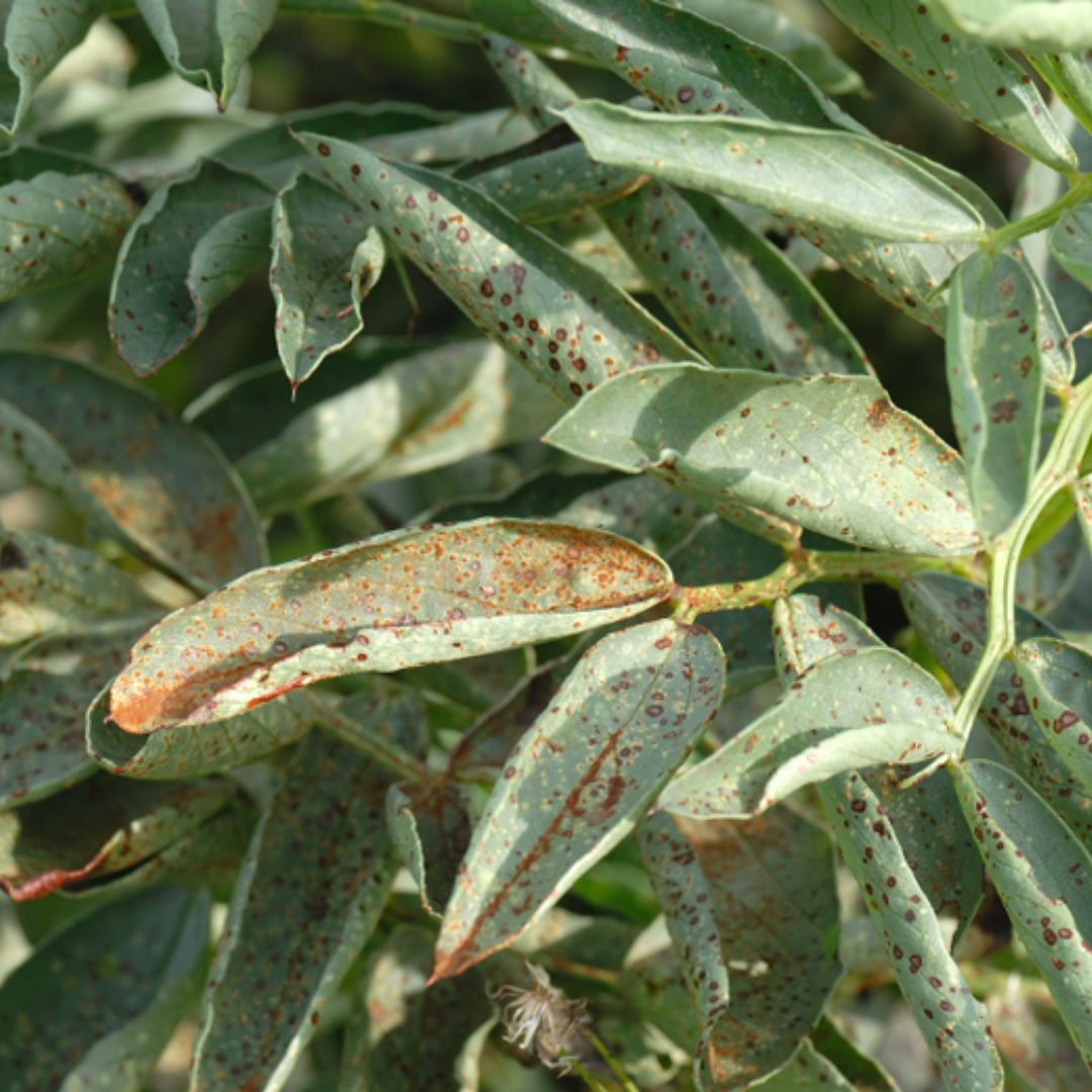Both chocolate spot and rust must be in controlled in field bean disease programmes