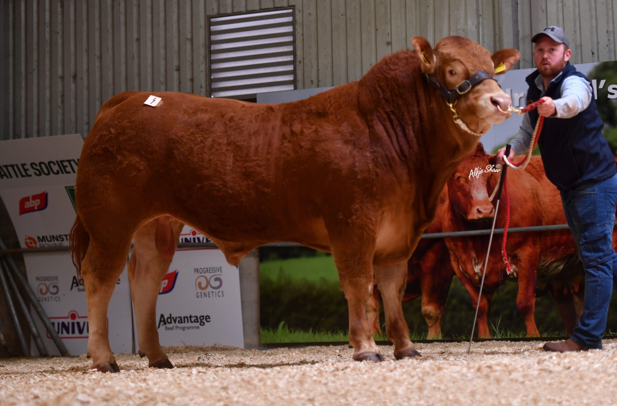 Cranmore Supersonic sold for €7,600