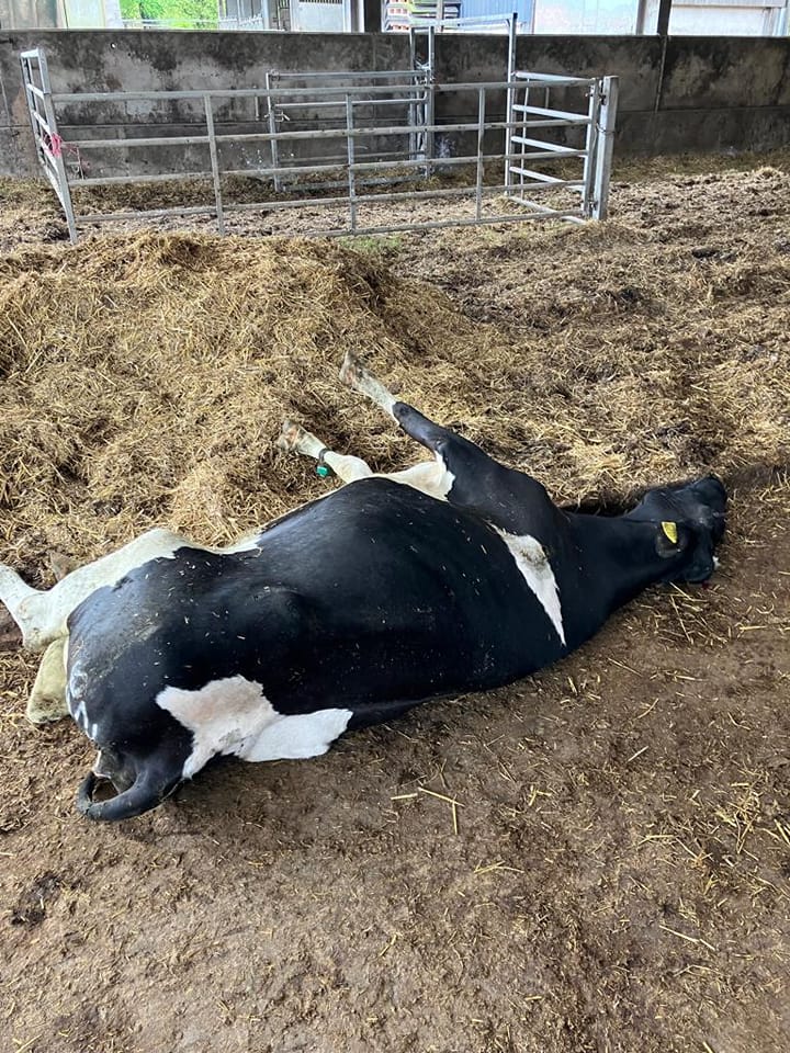 One of the cows that had to be put down Image: Chrissie Crossman