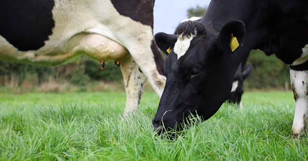 Forefront T has become the product of choice for a growing number of farmers to control weeds in grazing pastures